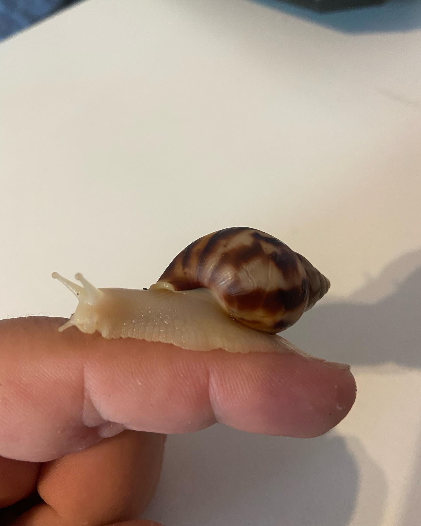 Lissachatina Fulica Albino Body, Africký slimák