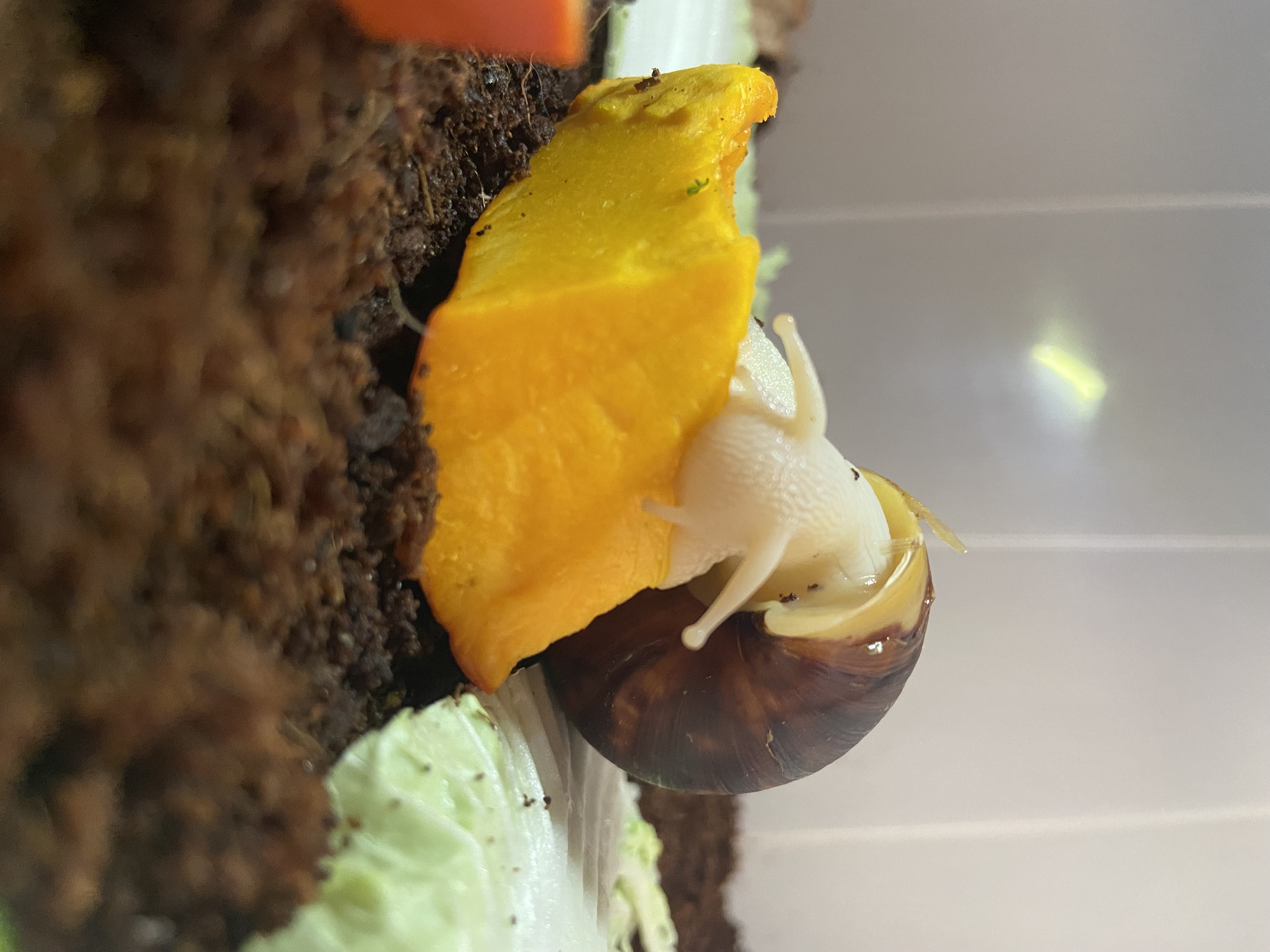 Lissachatina Fulica Albino Body, Africký slimák