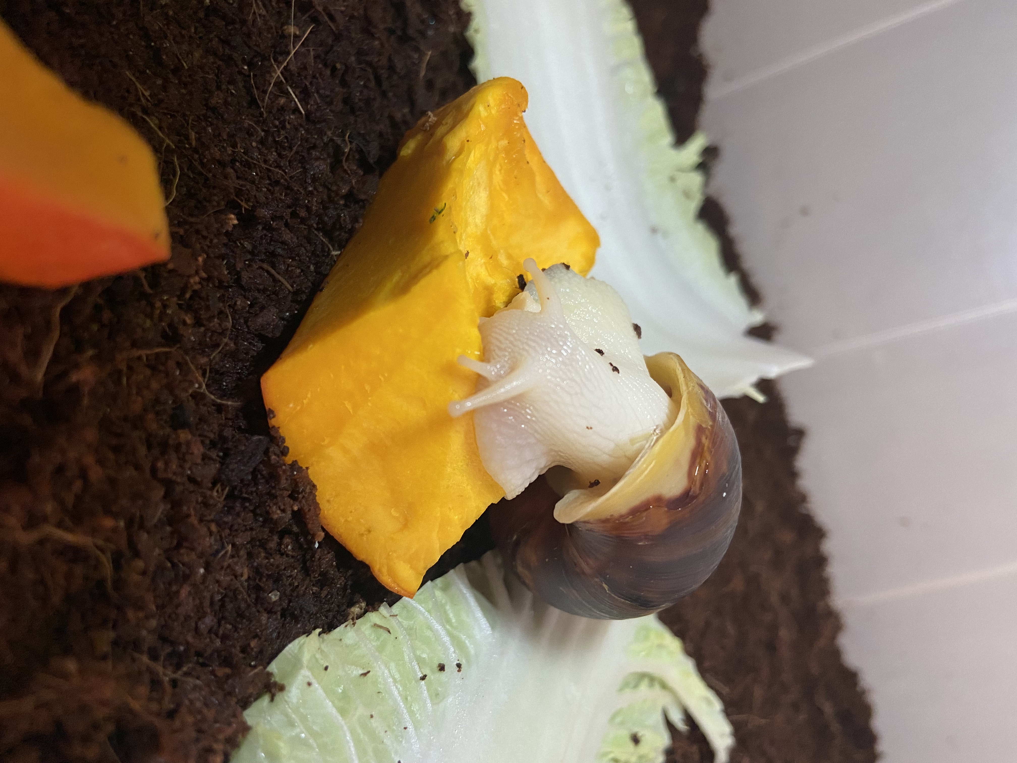 Lissachatina Fulica Albino Body, Africký slimák