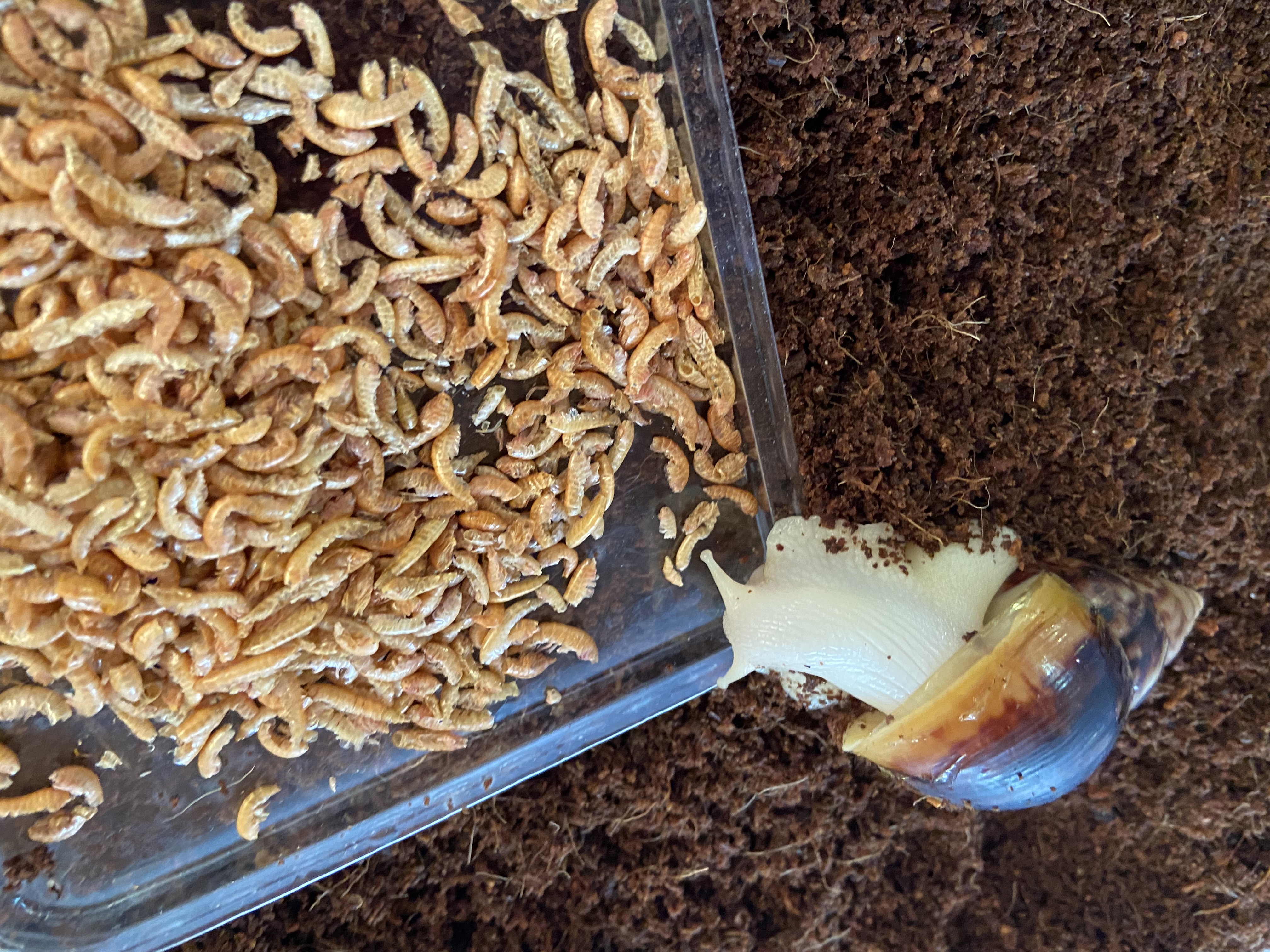 Lissachatina Fulica Albino Body, Africký slimák