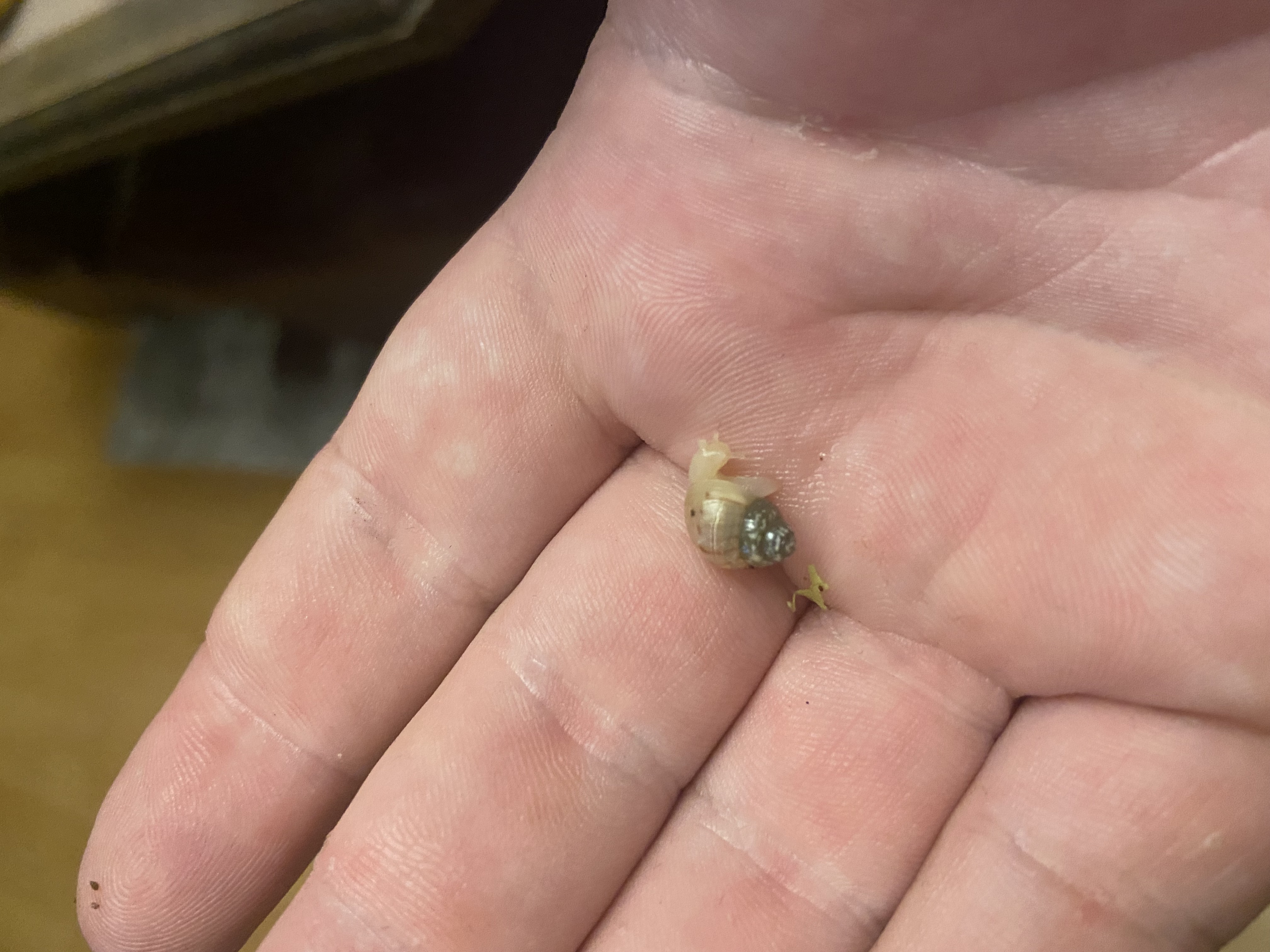 Lissachatina Fulica Albino Body, Africký slimák