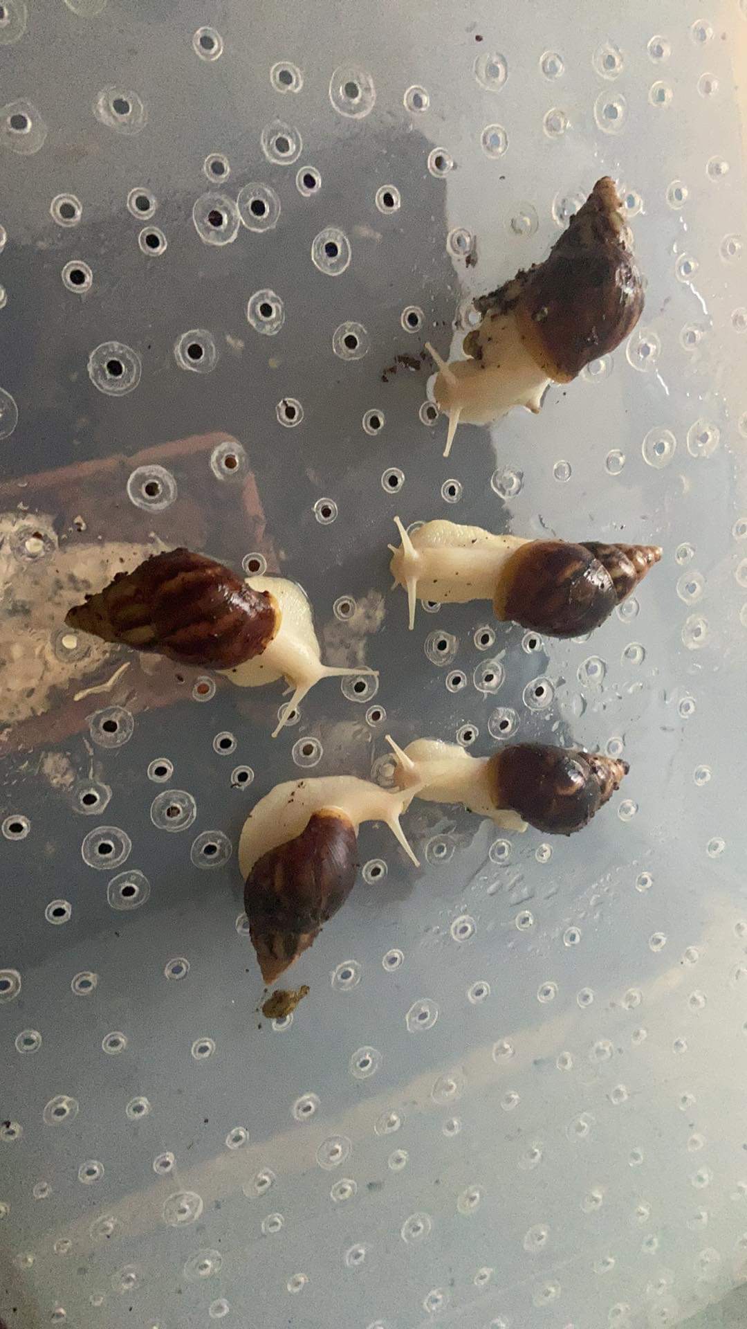 Lissachatina Fulica Albino Body, Africký slimák