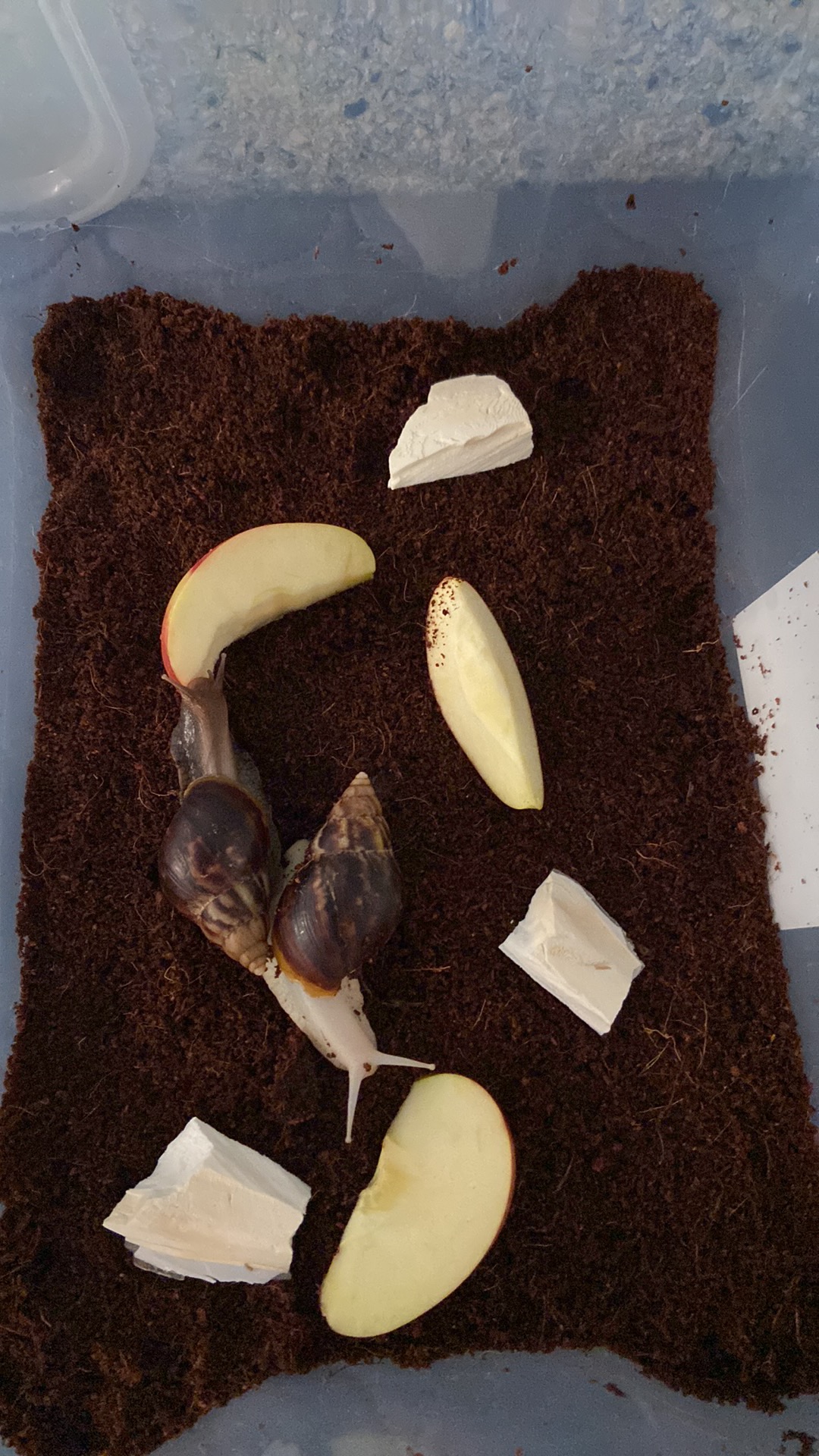 Lissachatina Fulica Albino Body, Africký slimák