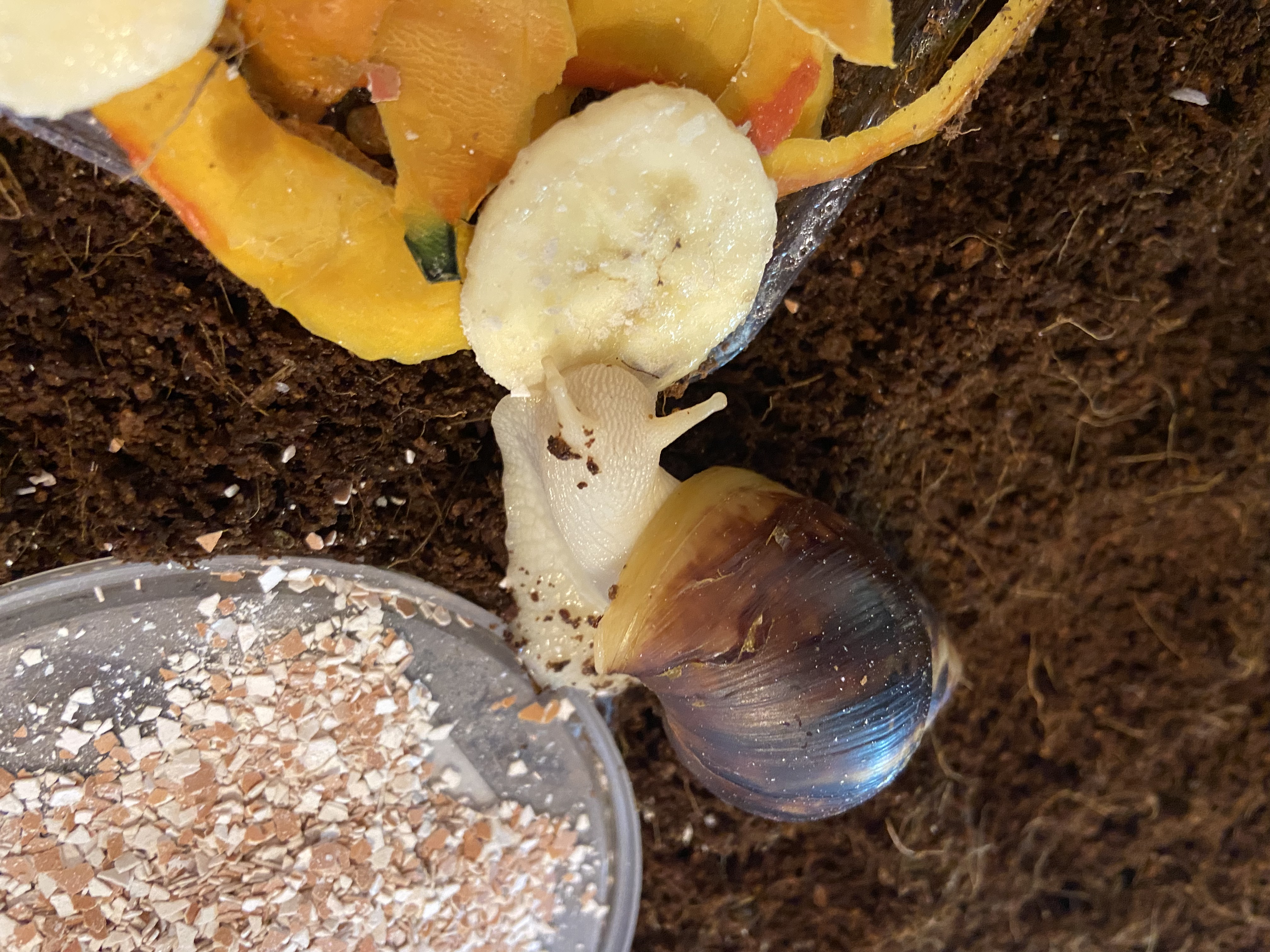 Lissachatina Fulica Albino Body, Africký slimák