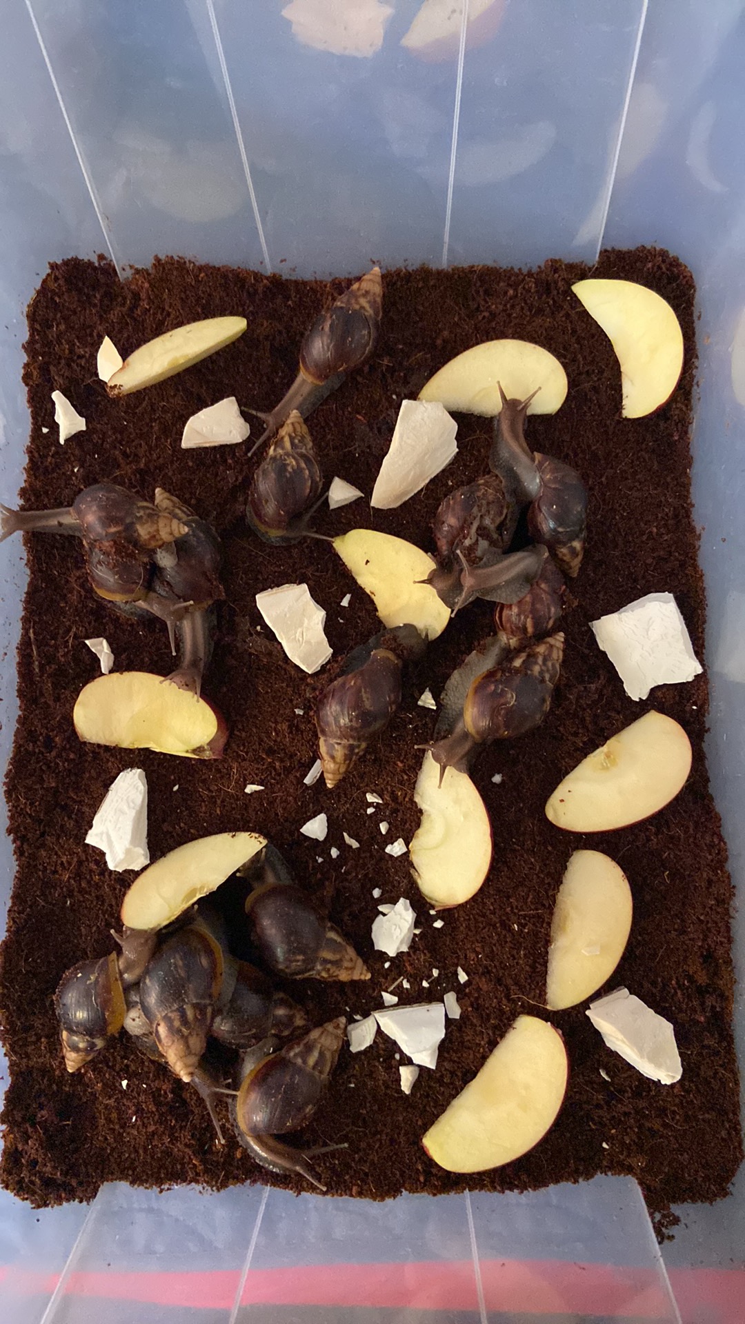 Lissachatina Fulica Dark Body, Africký slimák