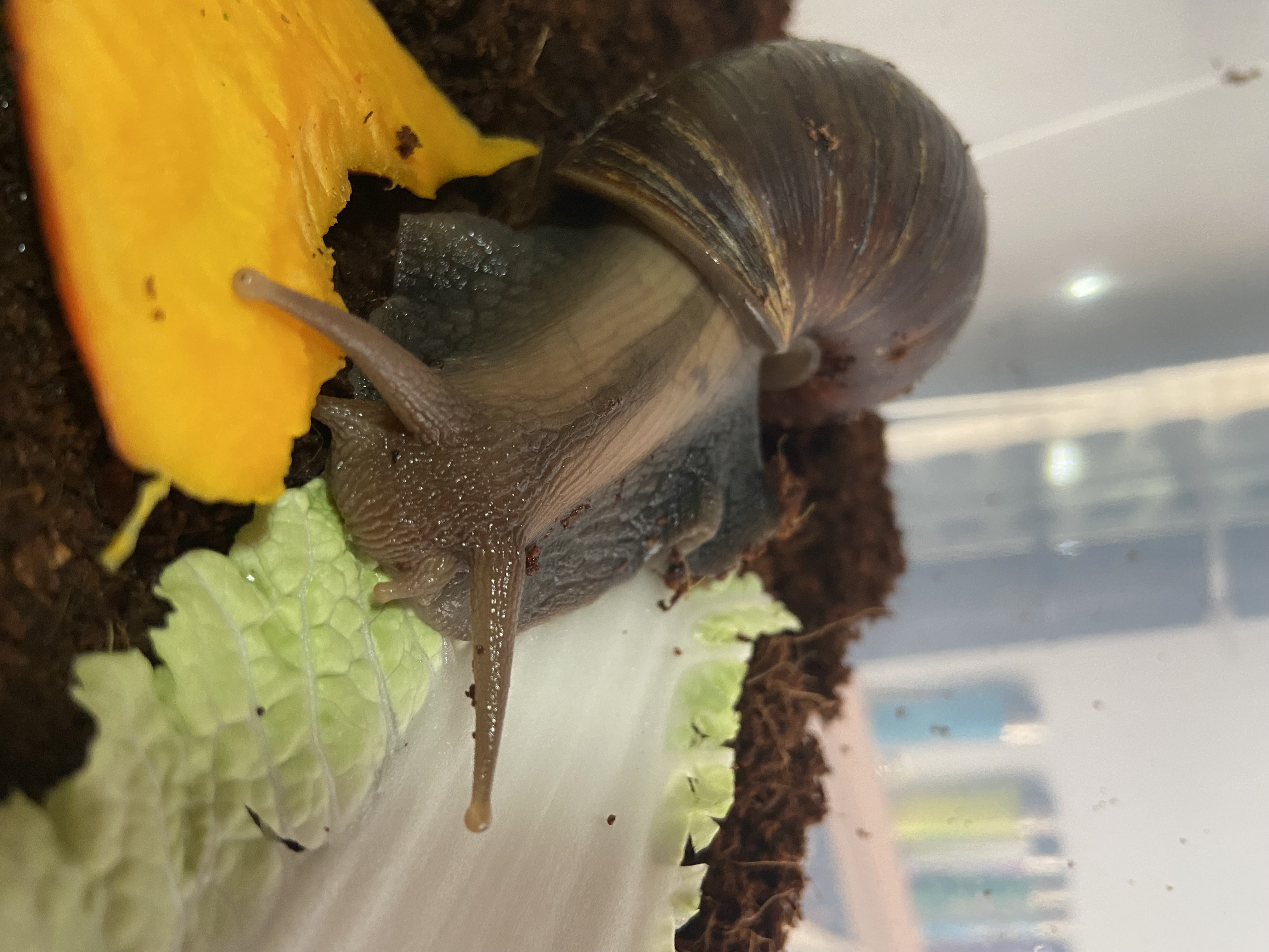 Lissachatina Fulica Dark Body, Africký slimák