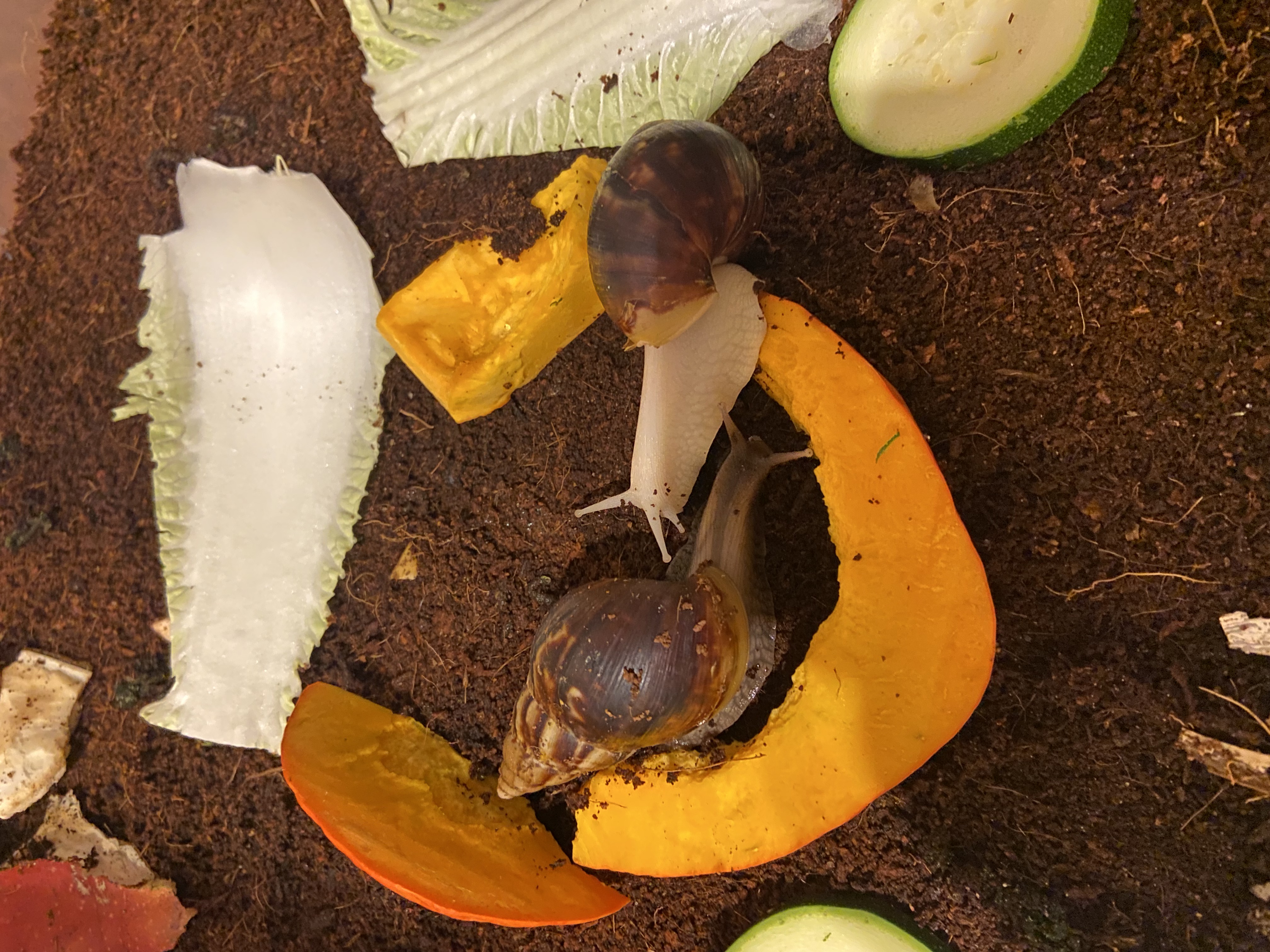 Lissachatina Fulica Dark Body, Africký slimák