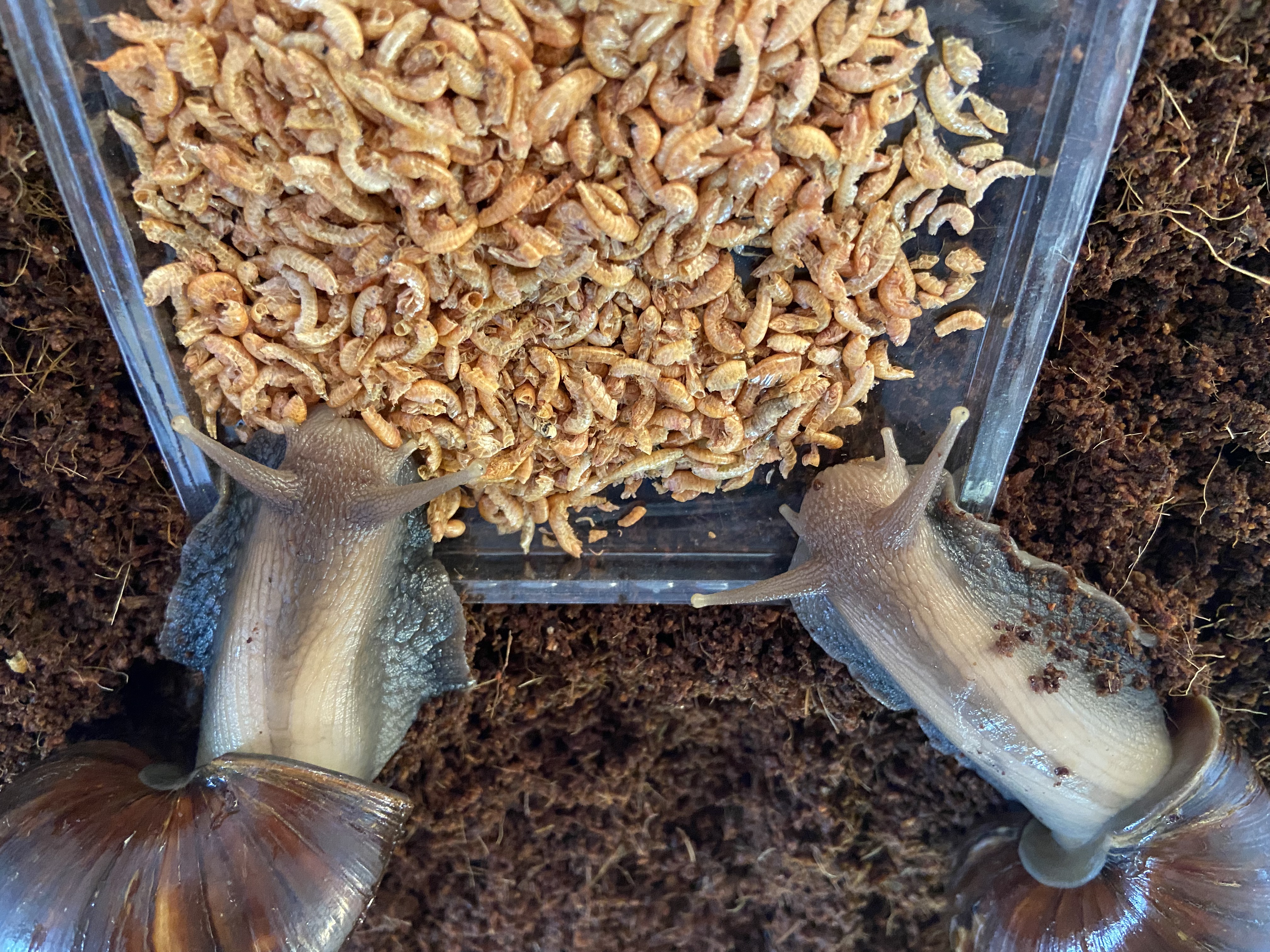 Lissachatina Fulica Dark Body, Africký slimák