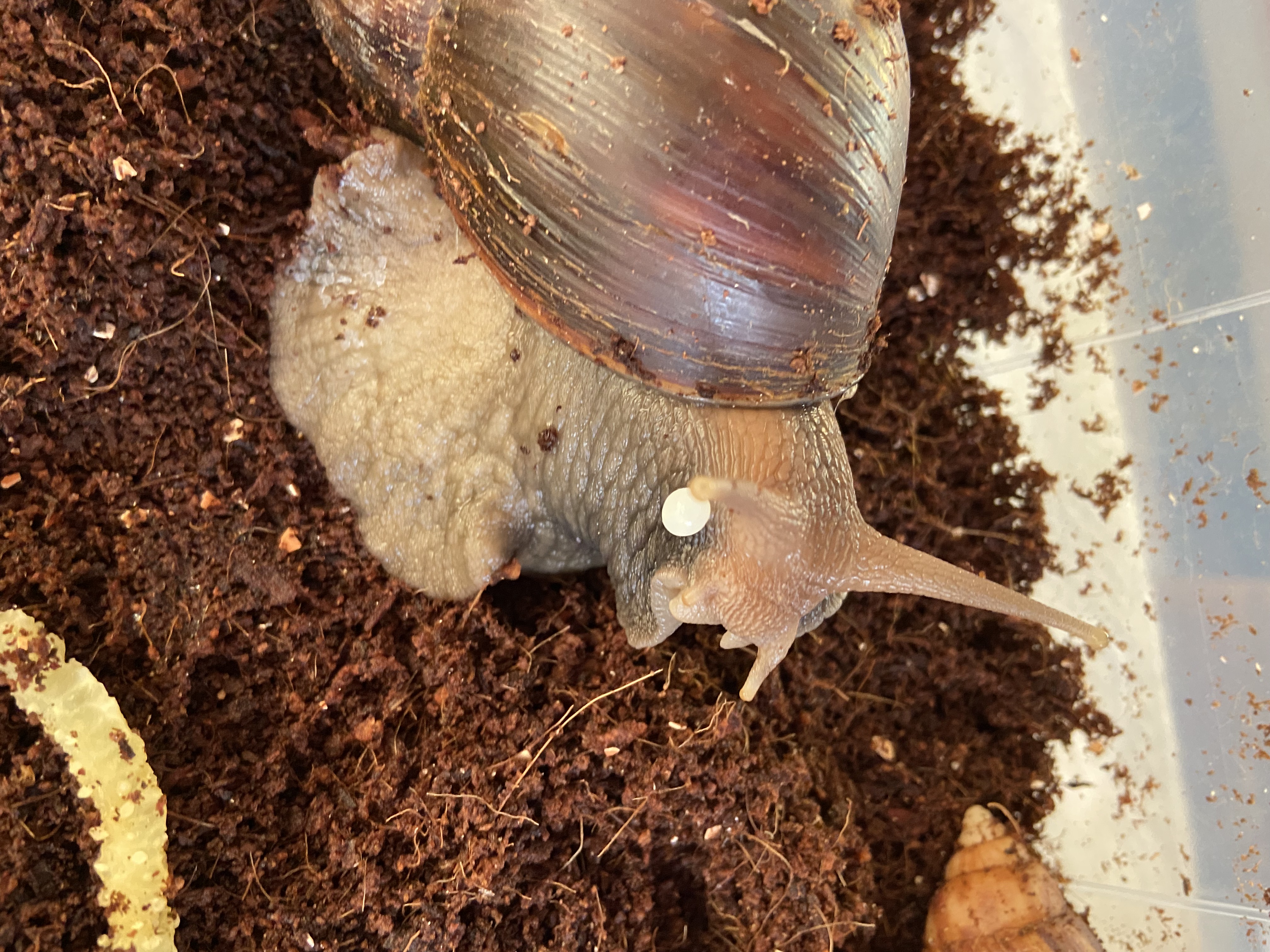 Lissachatina Fulica Dark Body, Africký slimák