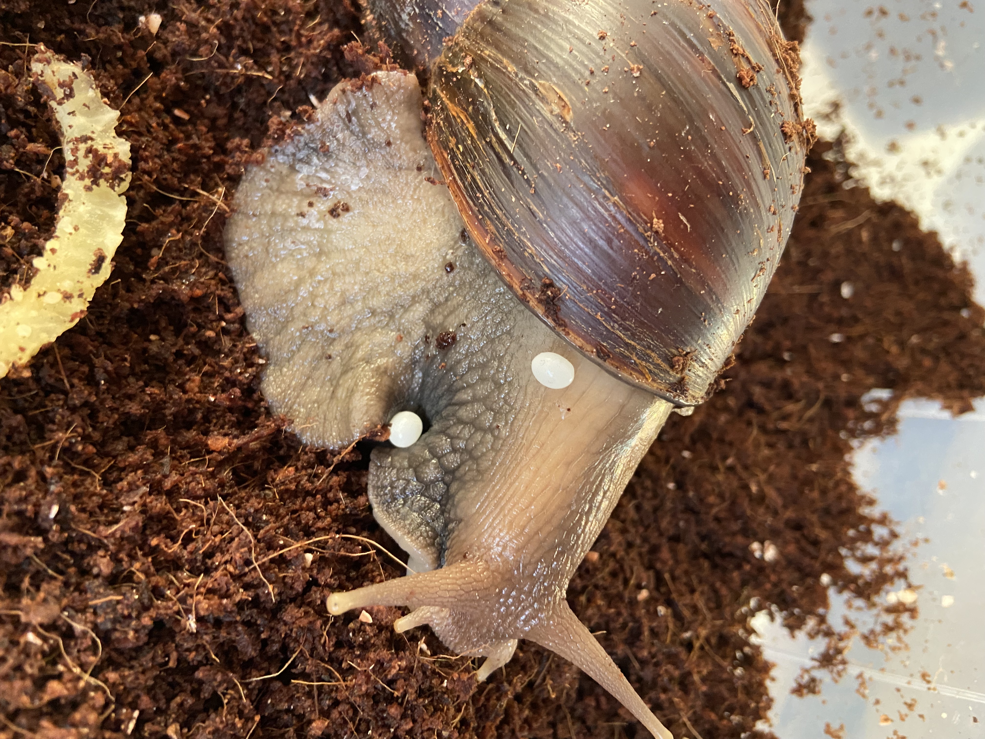 Lissachatina Fulica Dark Body, Africký slimák