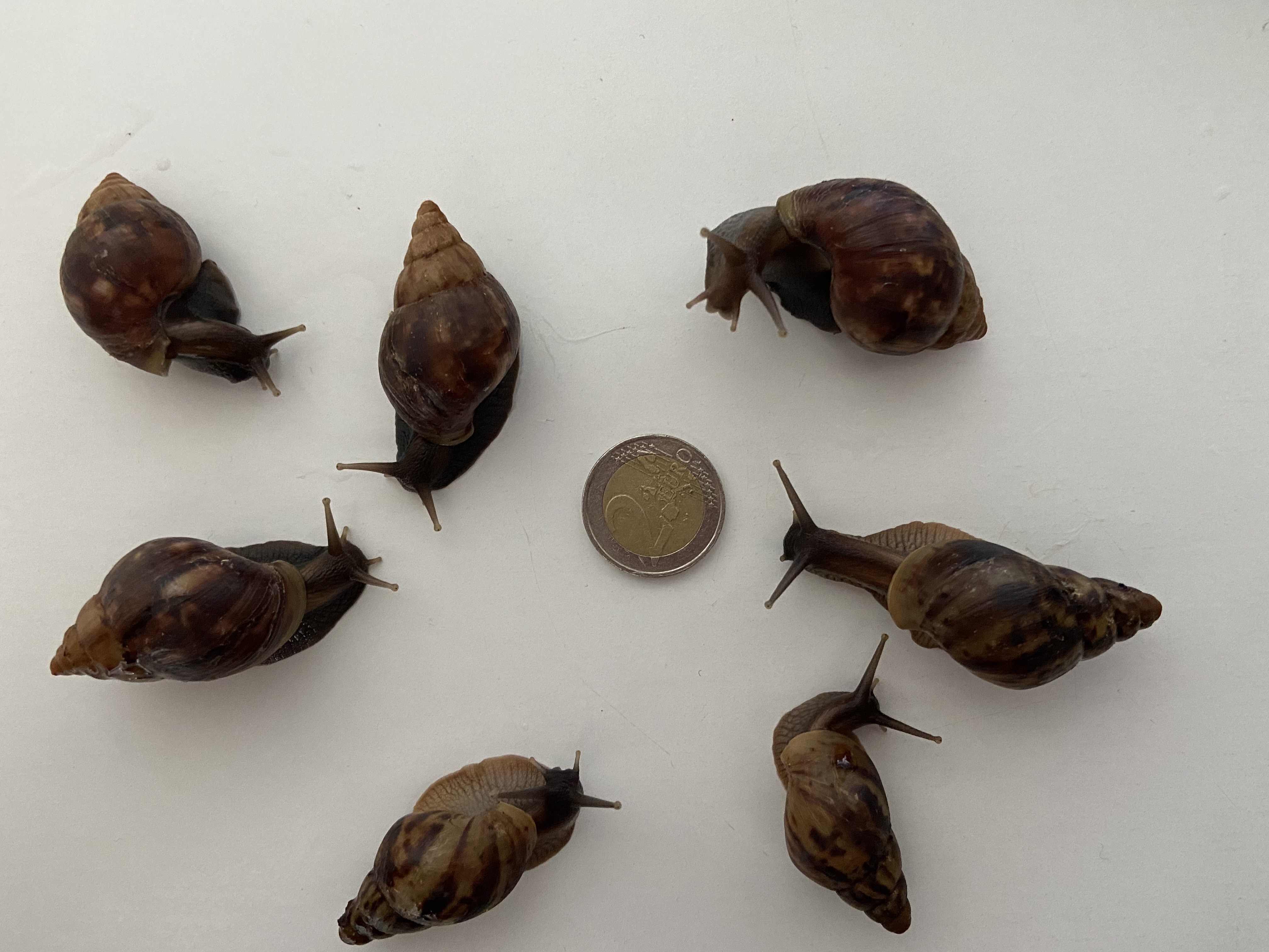 Lissachatina Fulica Dark Body, Africký slimák