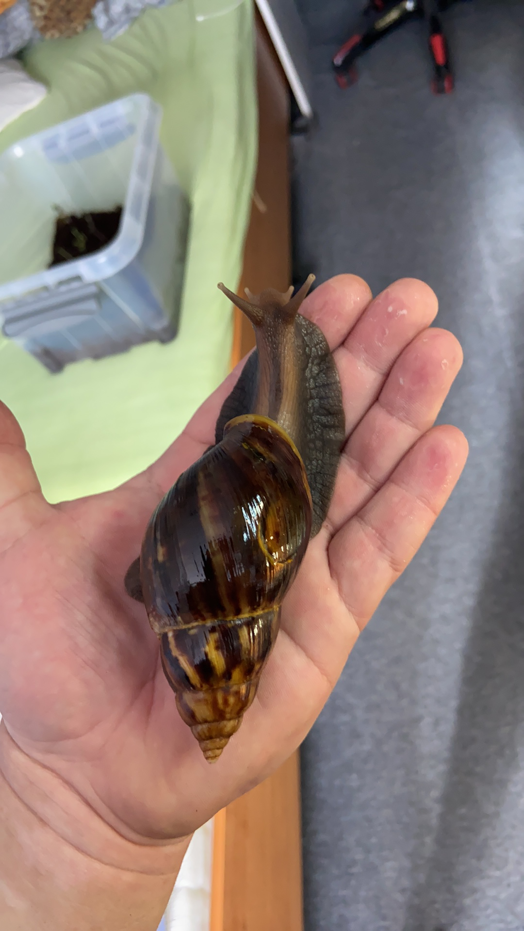 Lissachatina Fulica Dark Body, Africký slimák