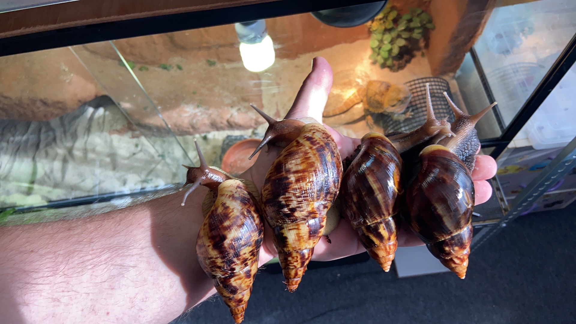 Lissachatina Fulica Dark Body, Africký slimák