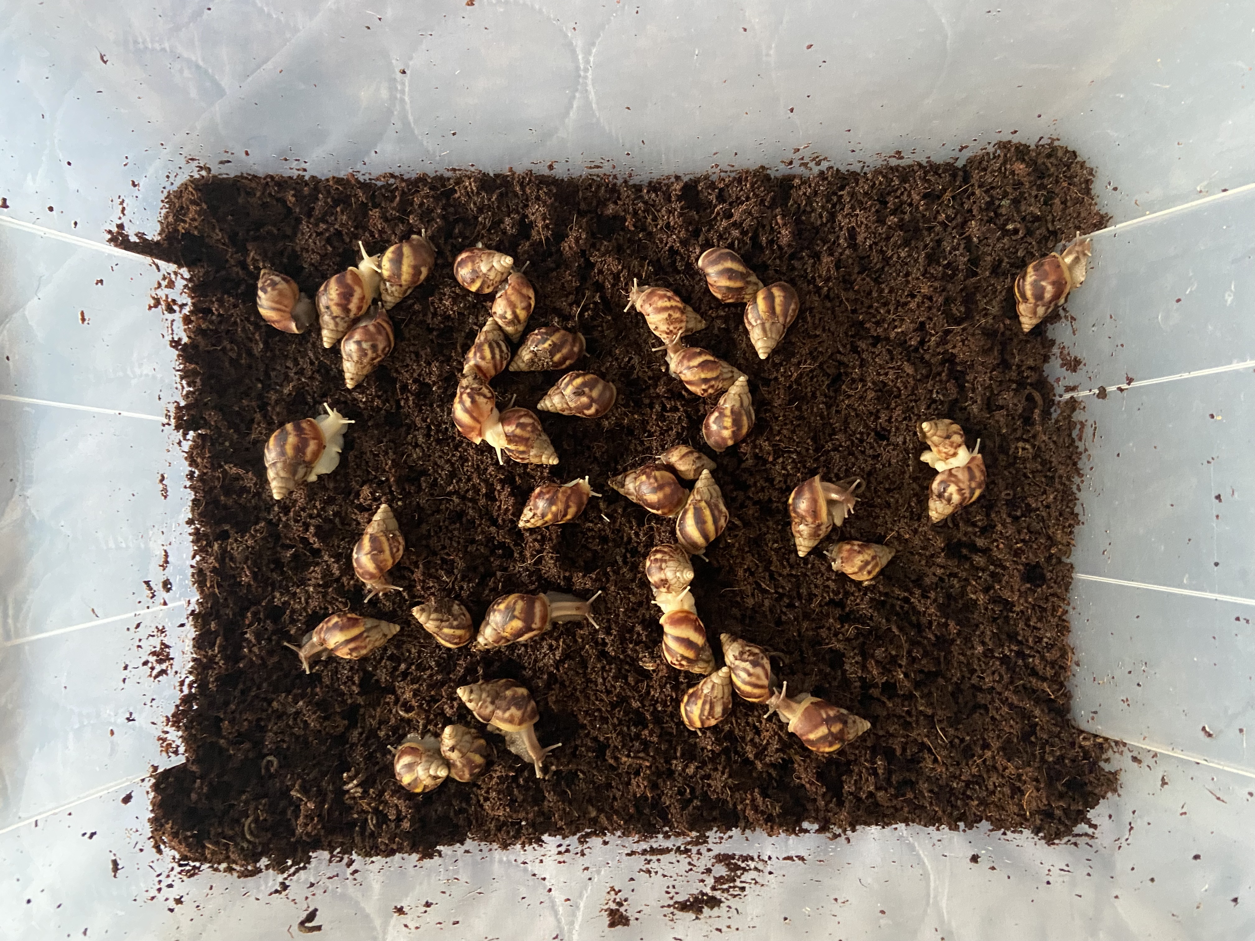 Lissachatina Fulica Dark Body, Africký slimák