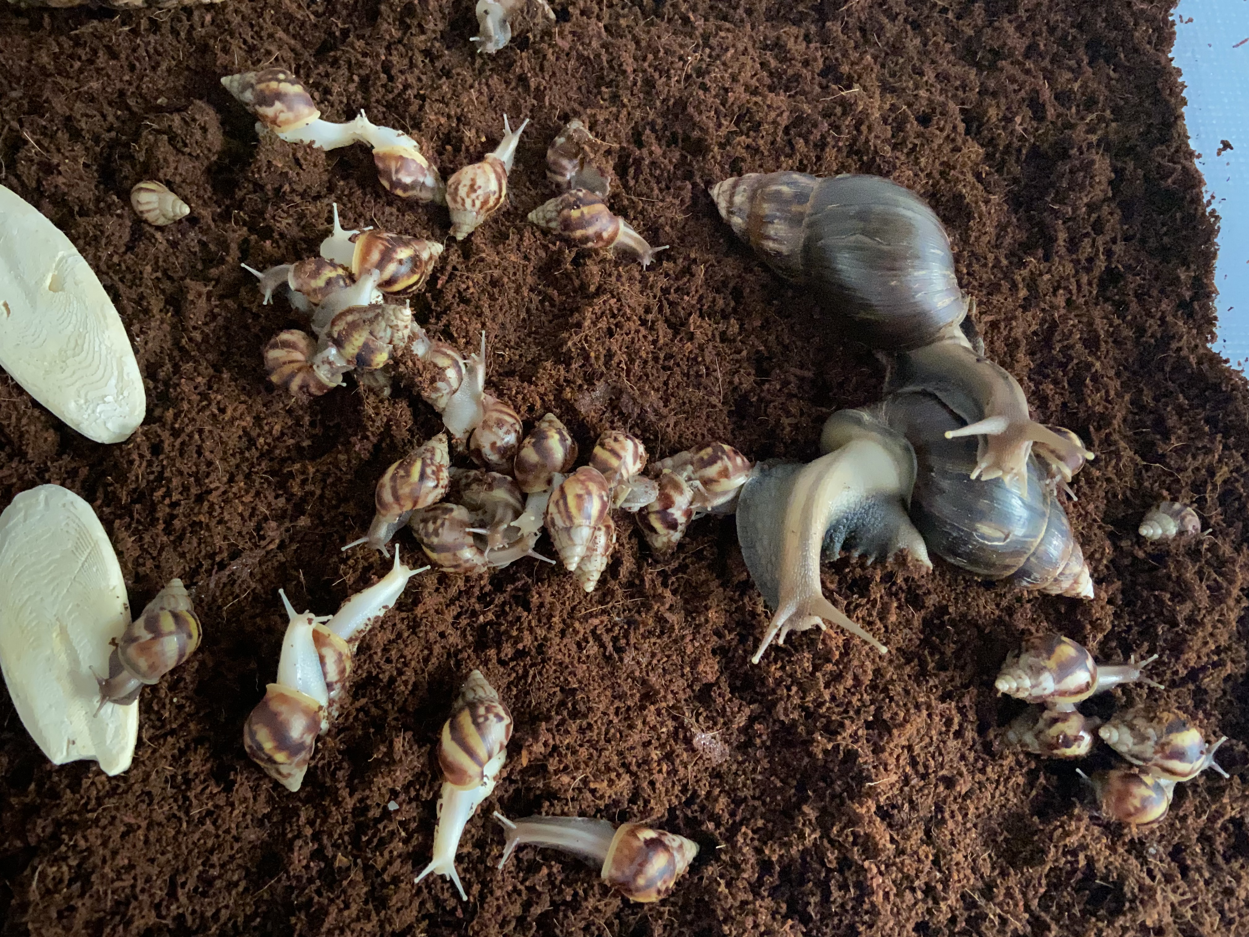 Lissachatina Fulica Dark Body, Africký slimák