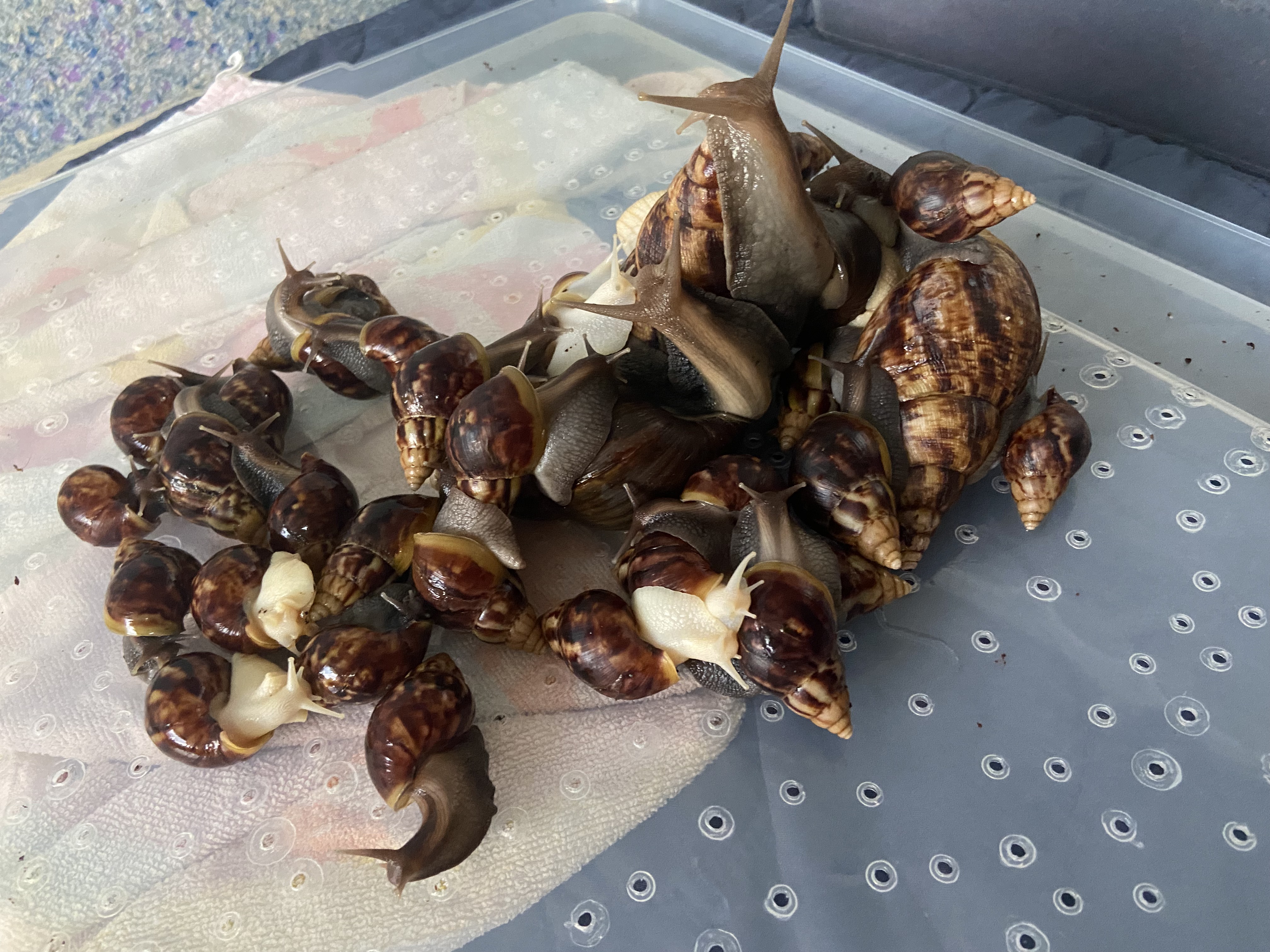 Lissachatina Fulica Dark Body, Africký slimák