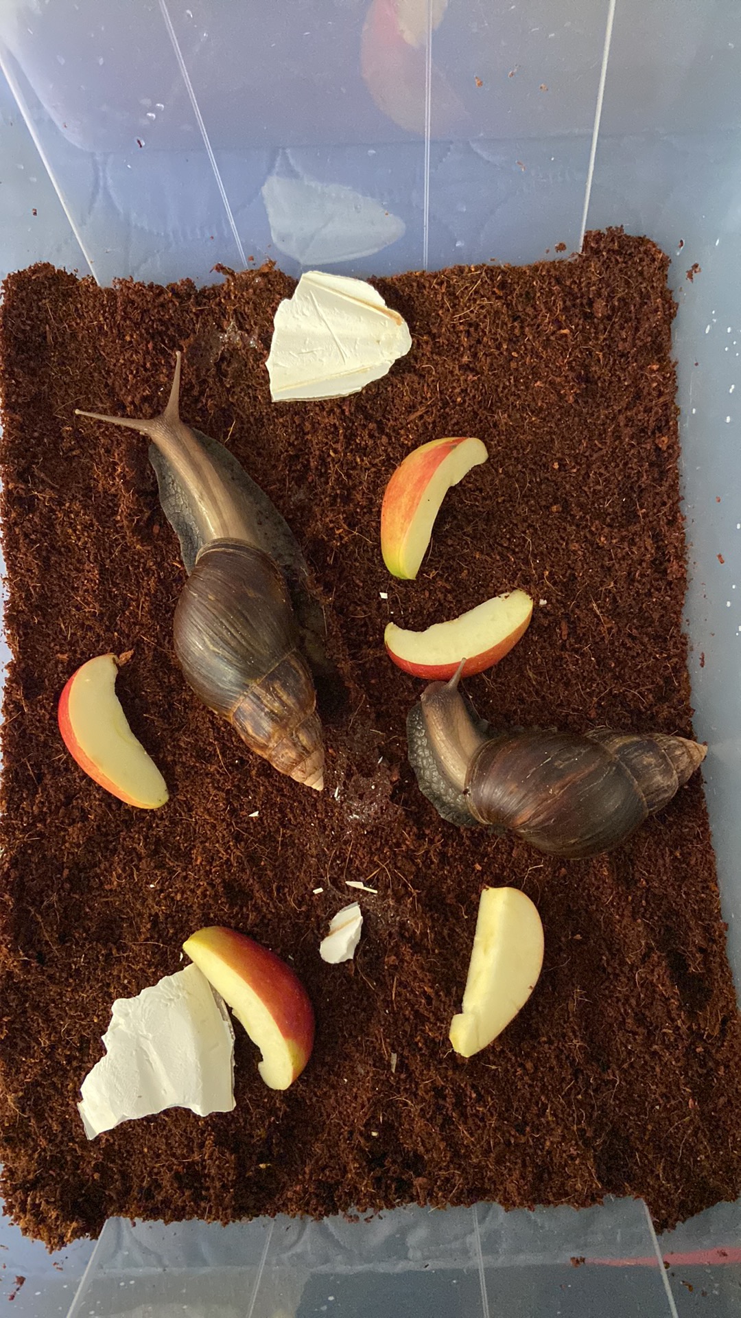 Lissachatina Fulica Dark Body, Africký slimák