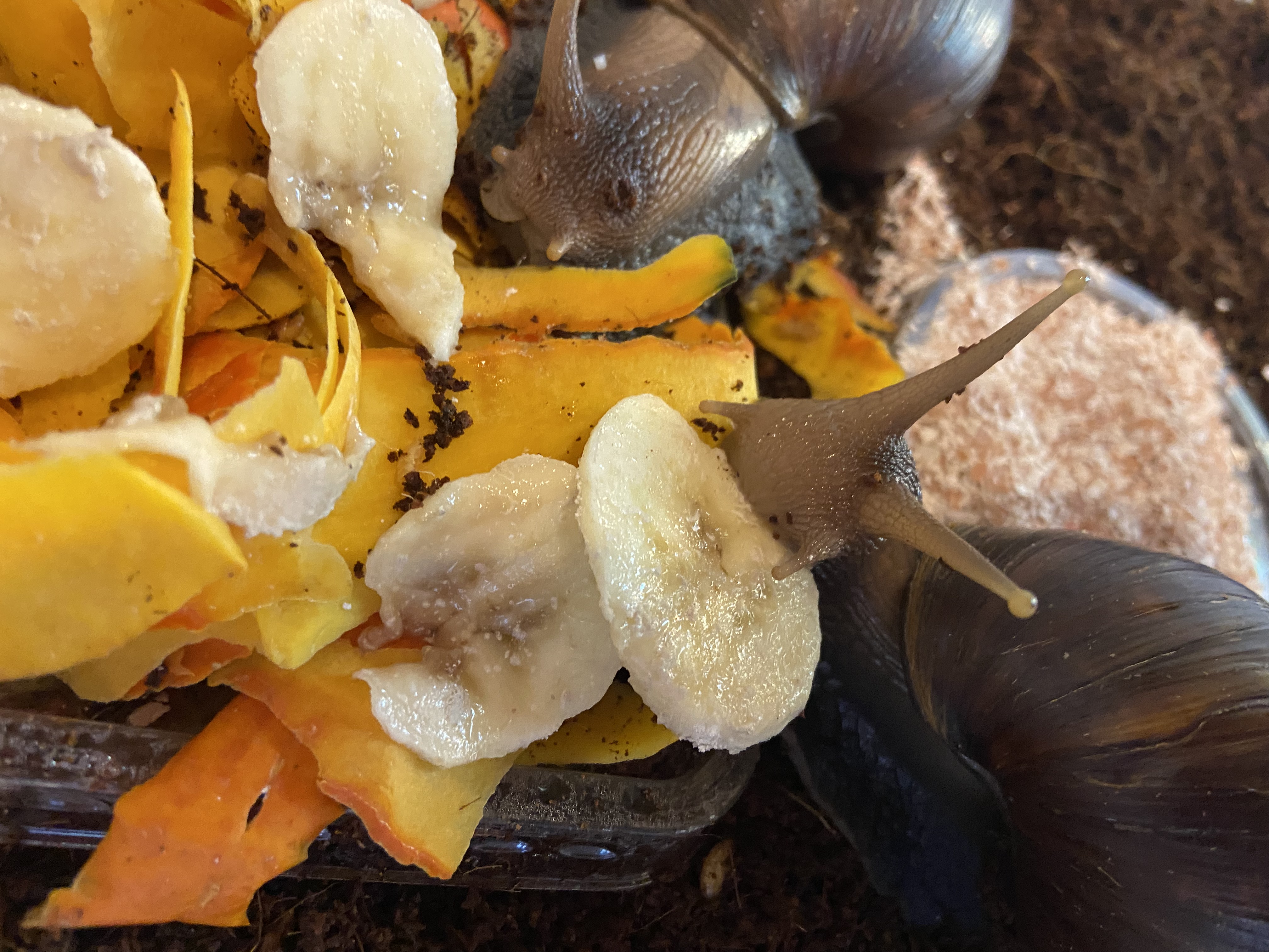 Lissachatina Fulica Dark Body, Africký slimák