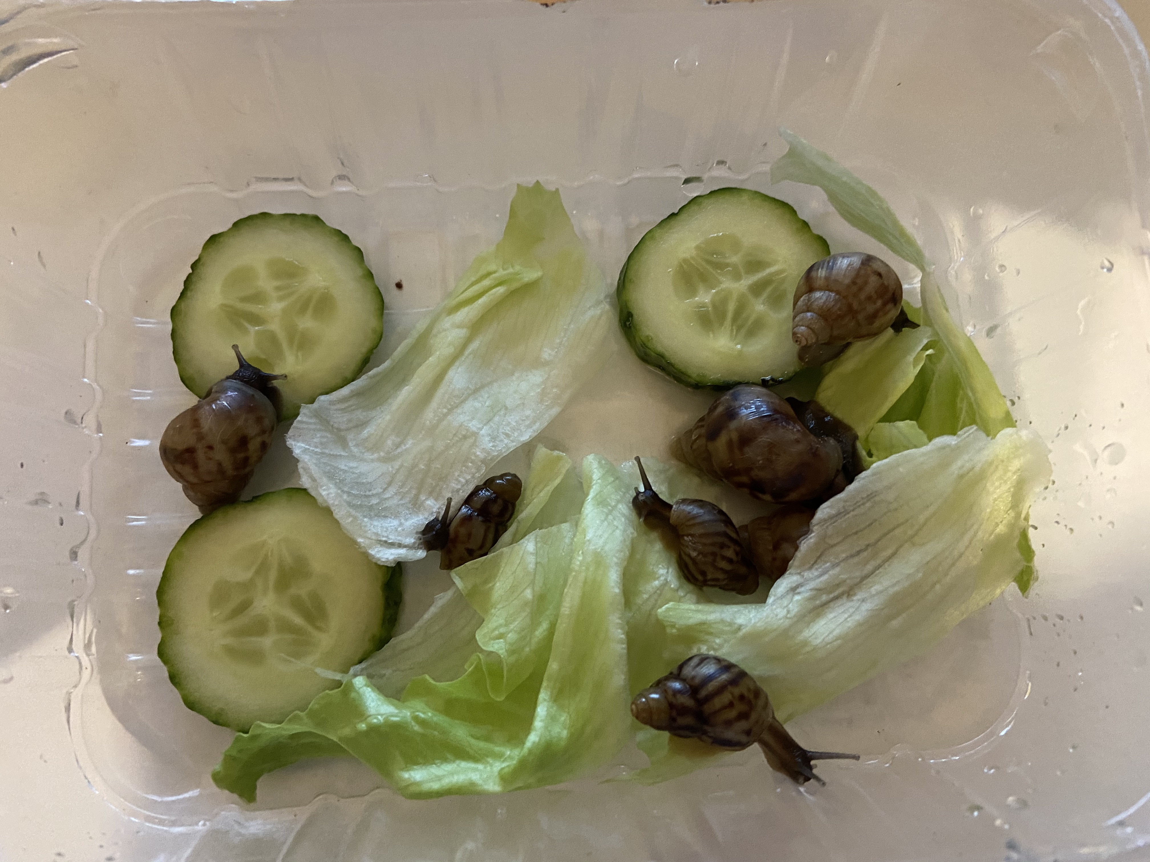 Kŕmenie afrického slimáka, Africký slimák