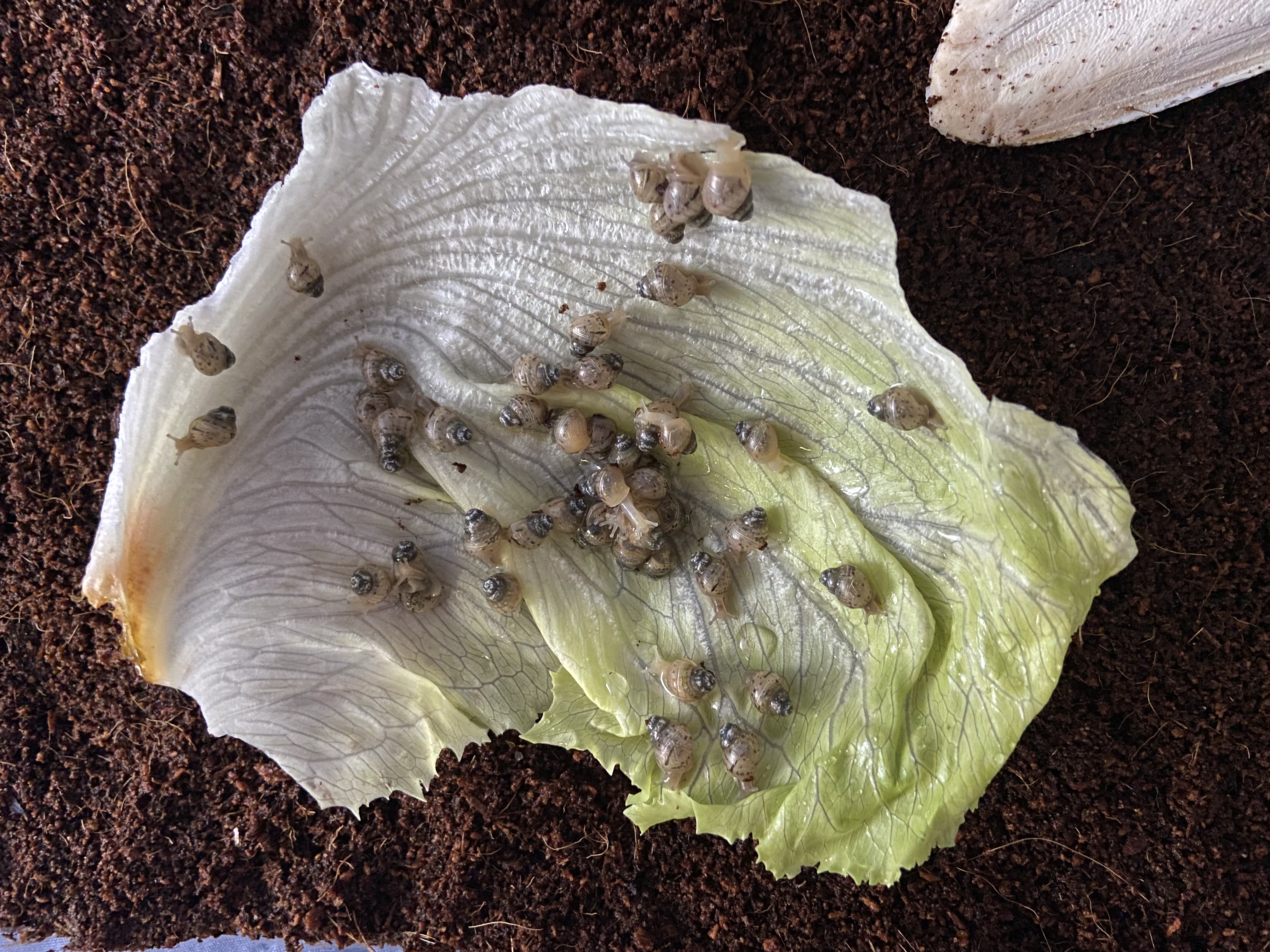 Kŕmenie afrického slimáka, Africký slimák