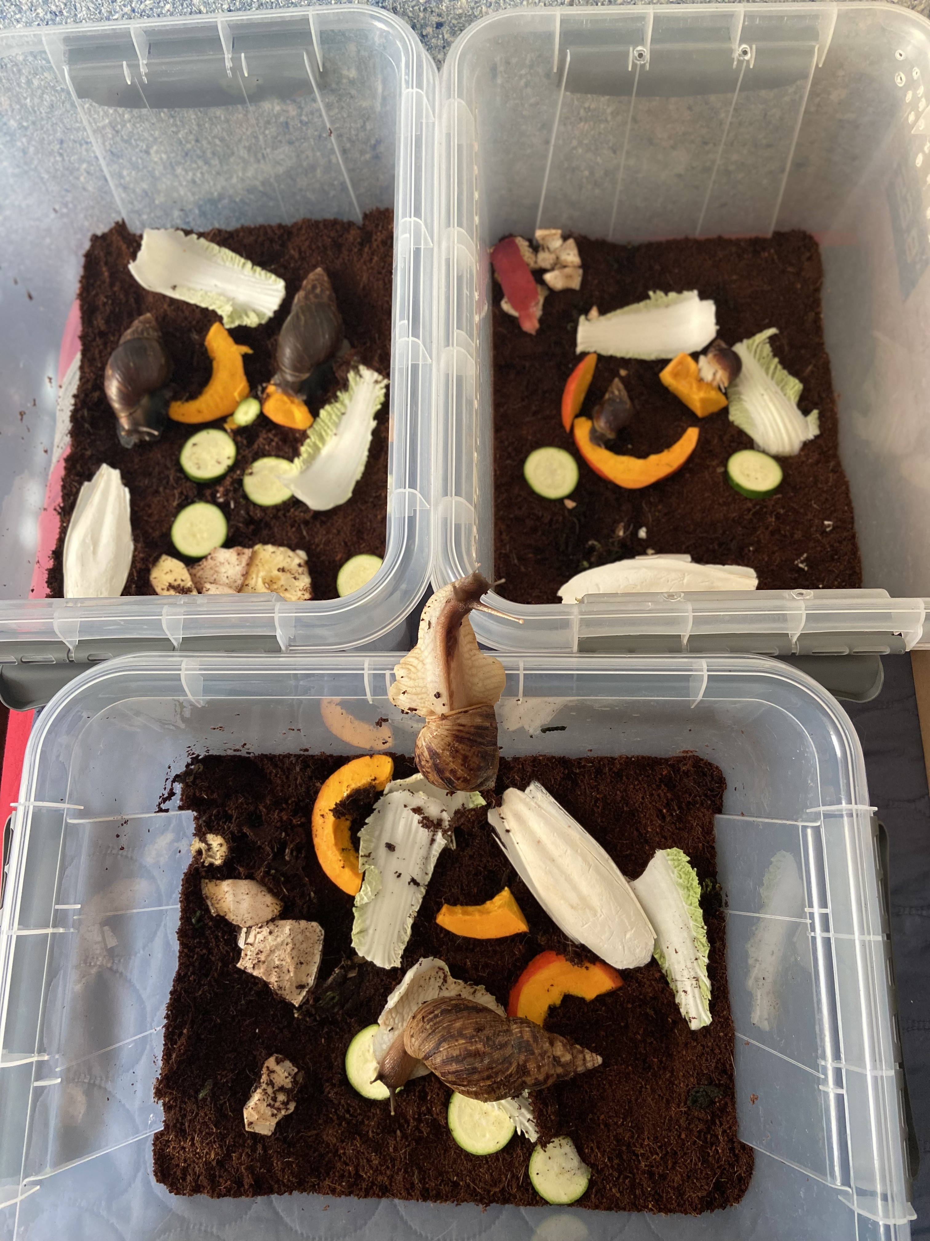 Kŕmenie afrického slimáka, Africký slimák