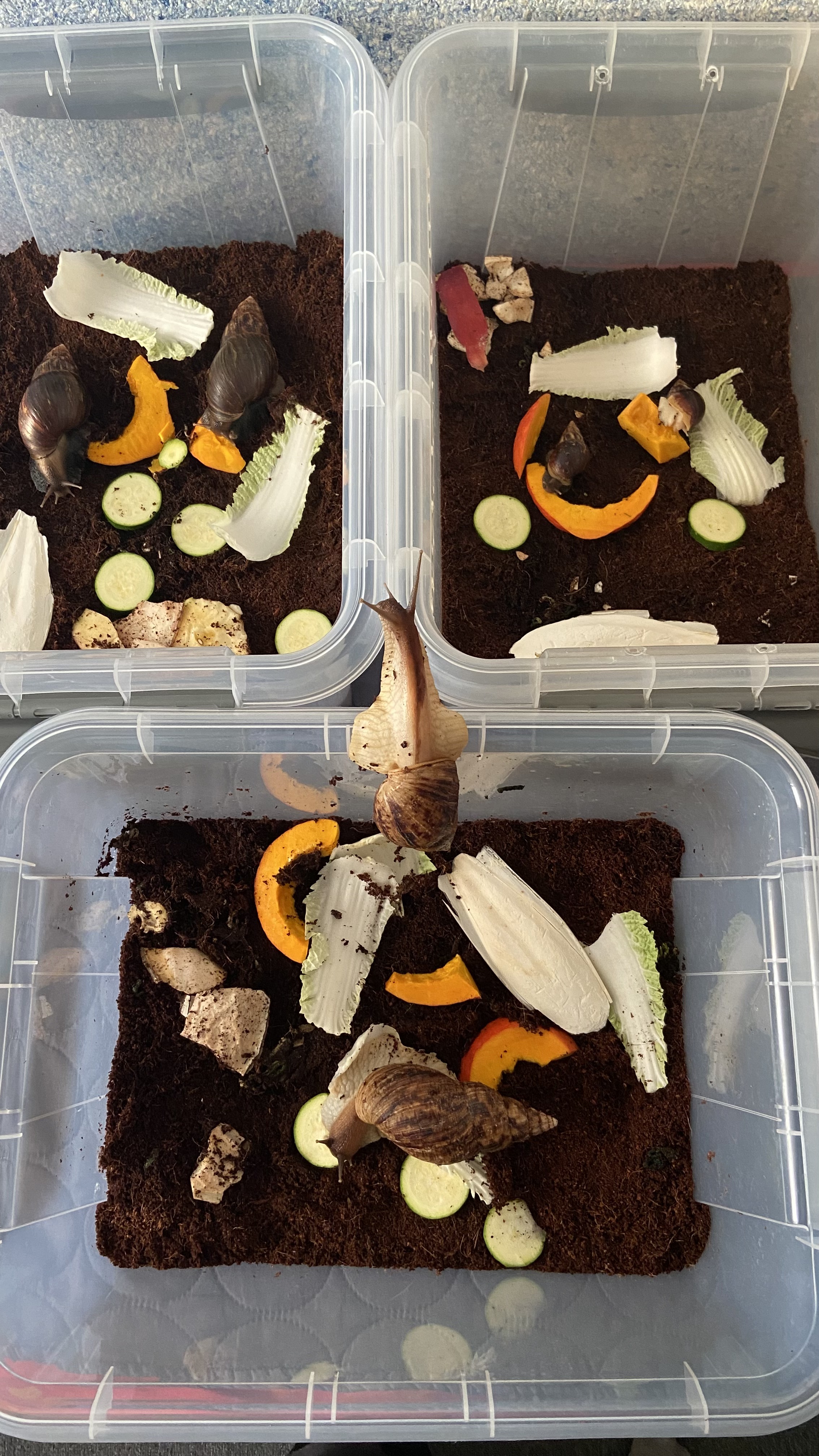 Kŕmenie afrického slimáka, Africký slimák