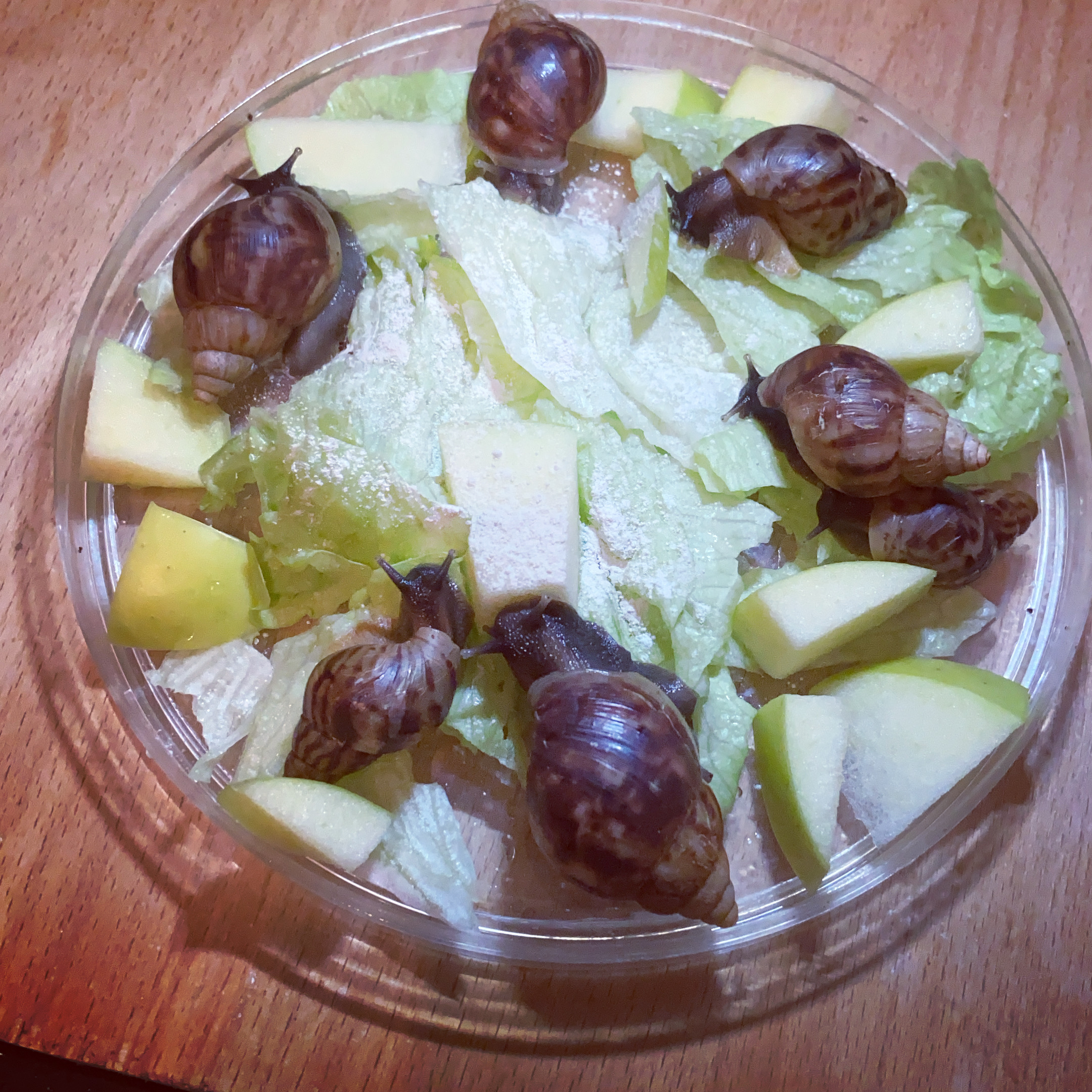 Kŕmenie afrického slimáka, Africký slimák