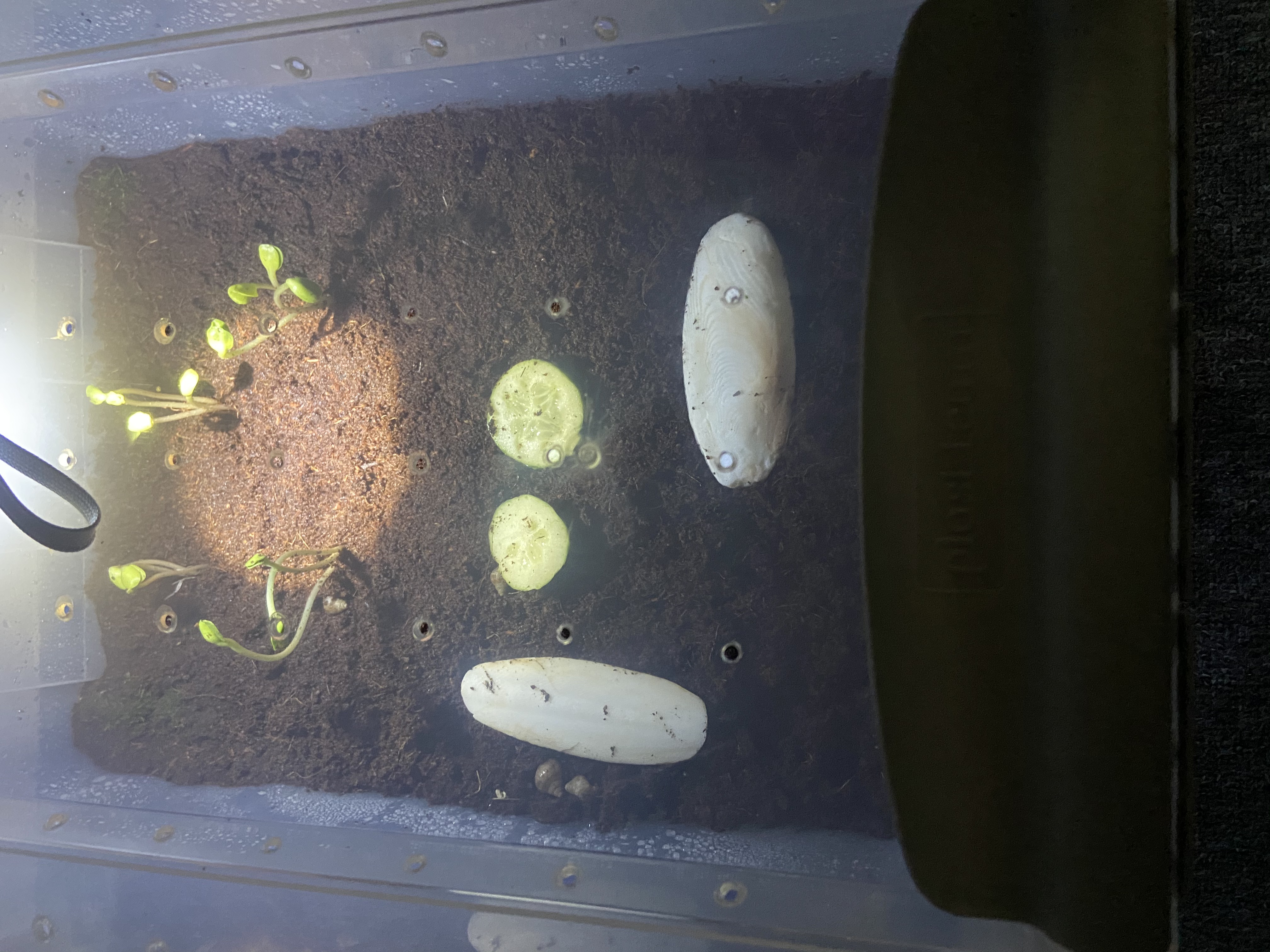 Kŕmenie afrického slimáka, Africký slimák