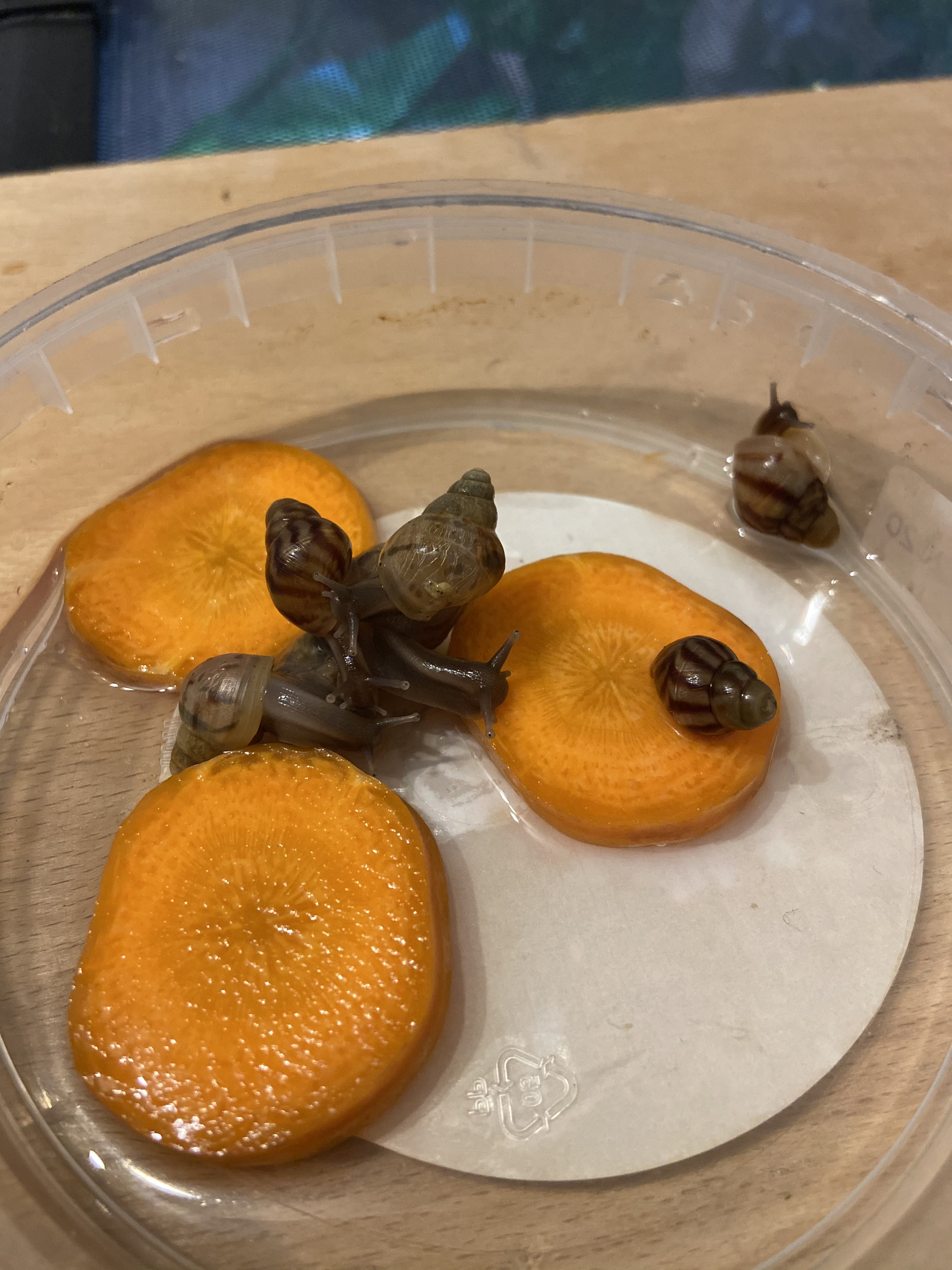 Kŕmenie afrického slimáka, Africký slimák