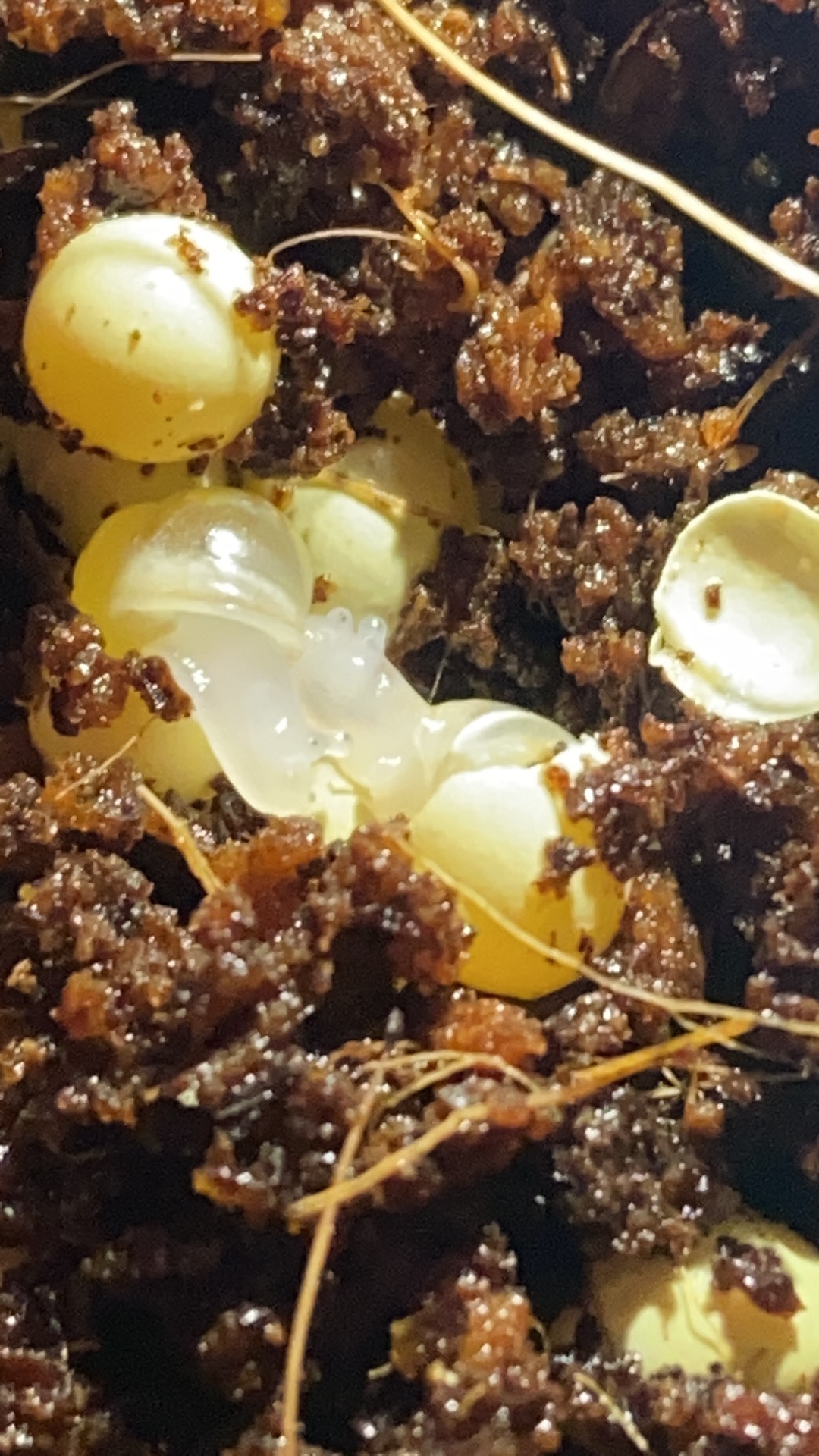 Malý africký slimák, mláďa