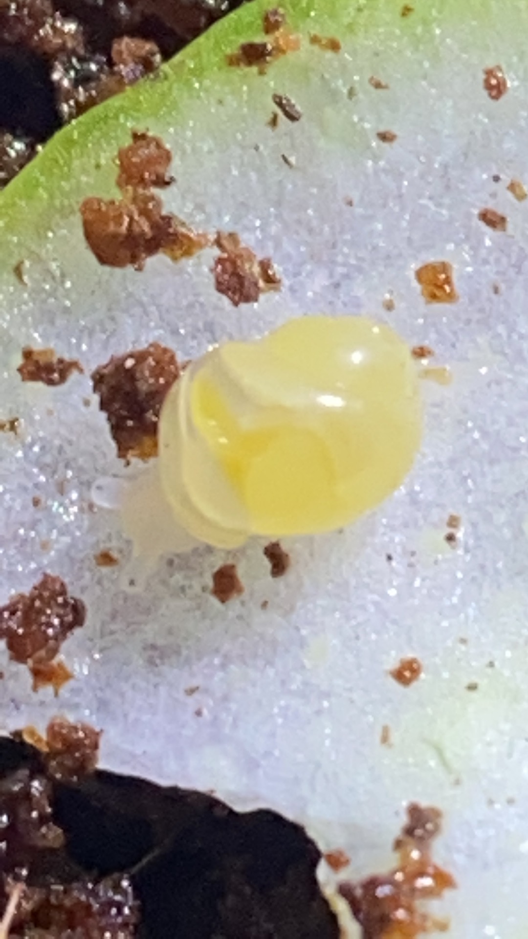 Malý africký slimák, mláďa