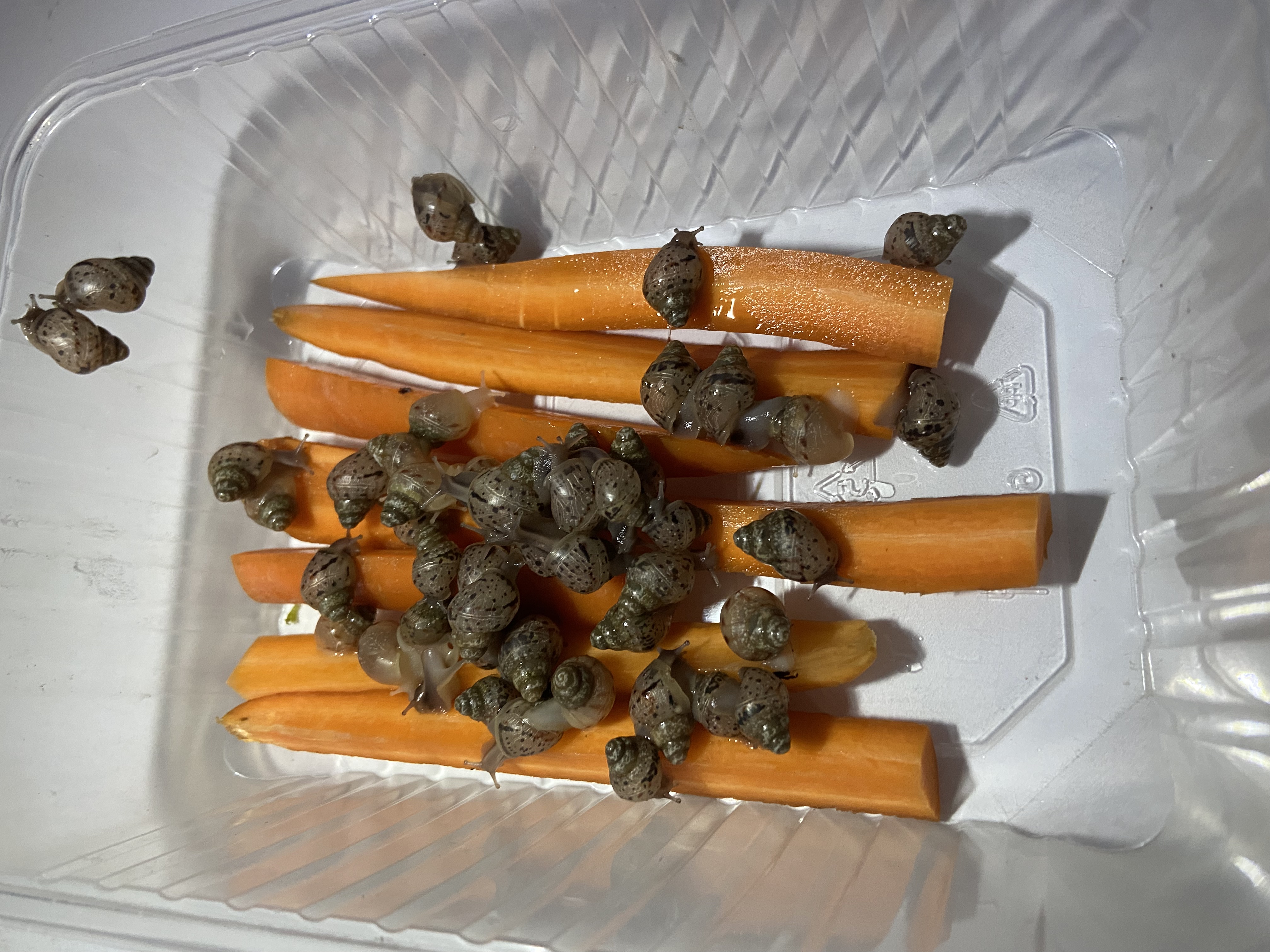 Malý africký slimák, mláďa