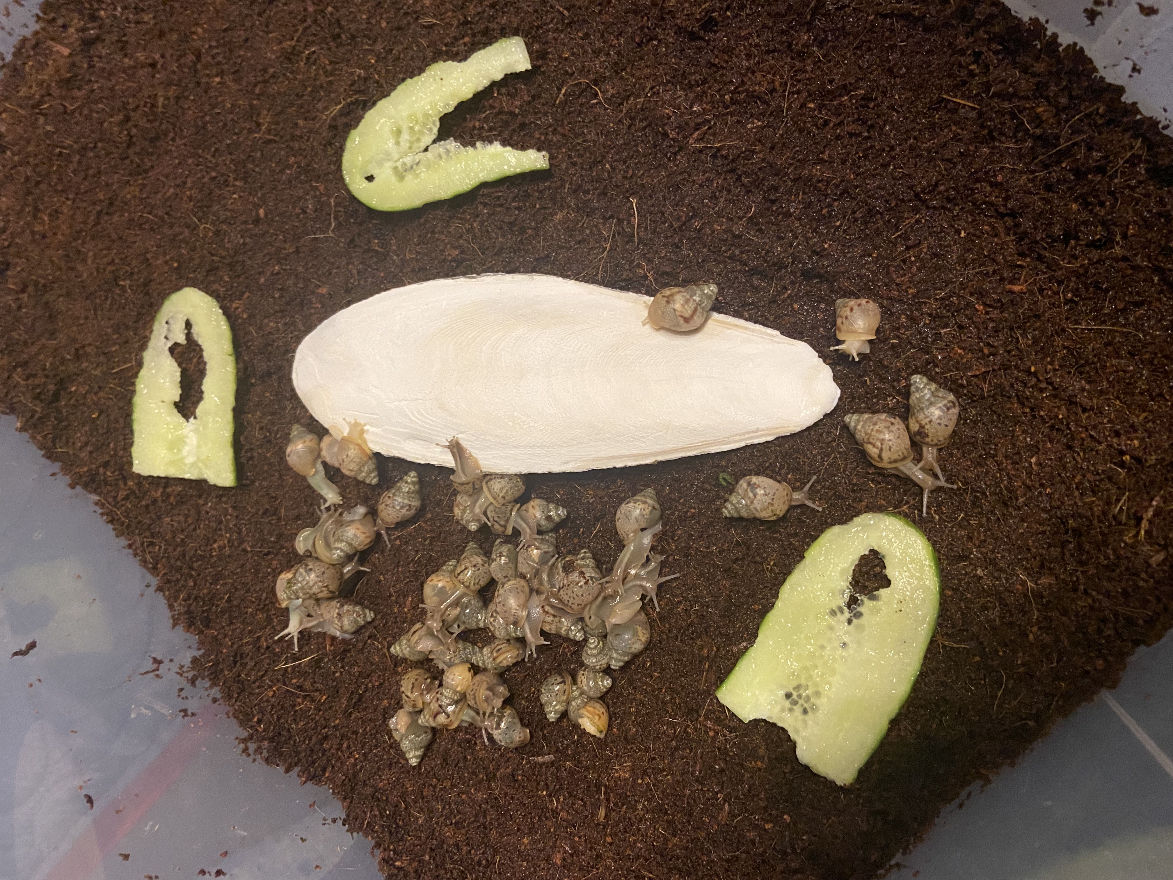 Malý africký slimák, mláďa