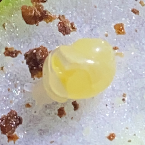 Malý africký slimák, mláďa