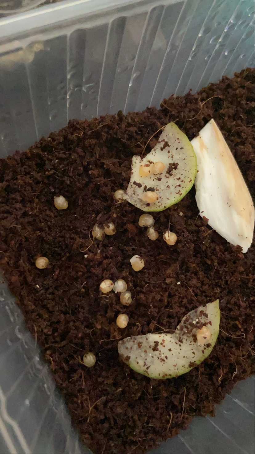 Malý africký slimák, mláďa