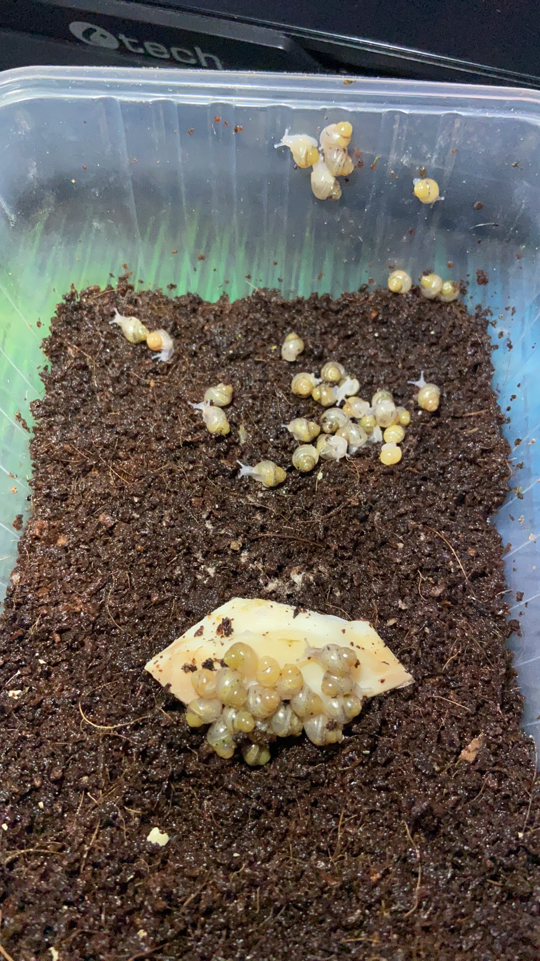 Malý africký slimák, mláďa