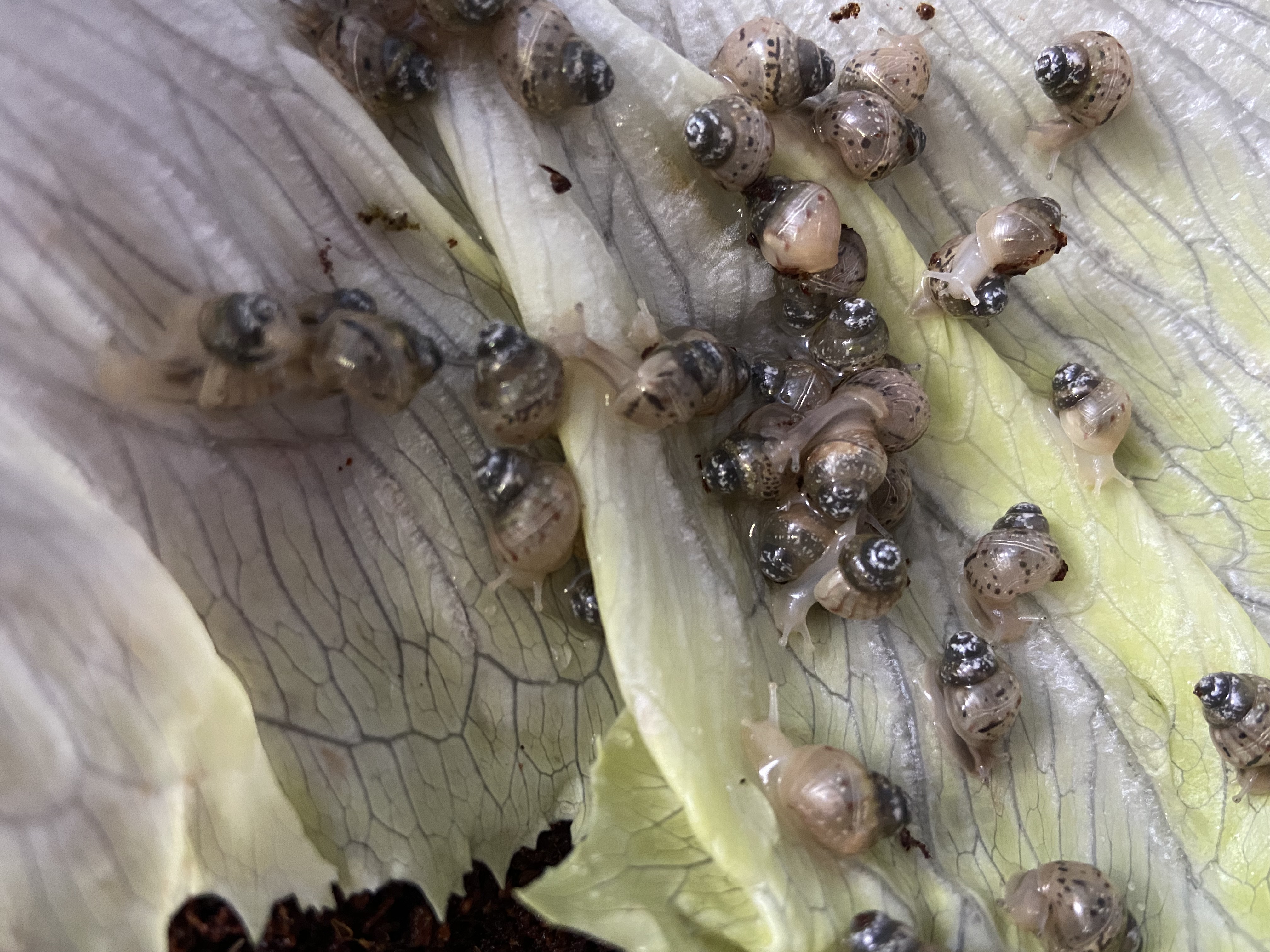 Malý africký slimák, mláďa