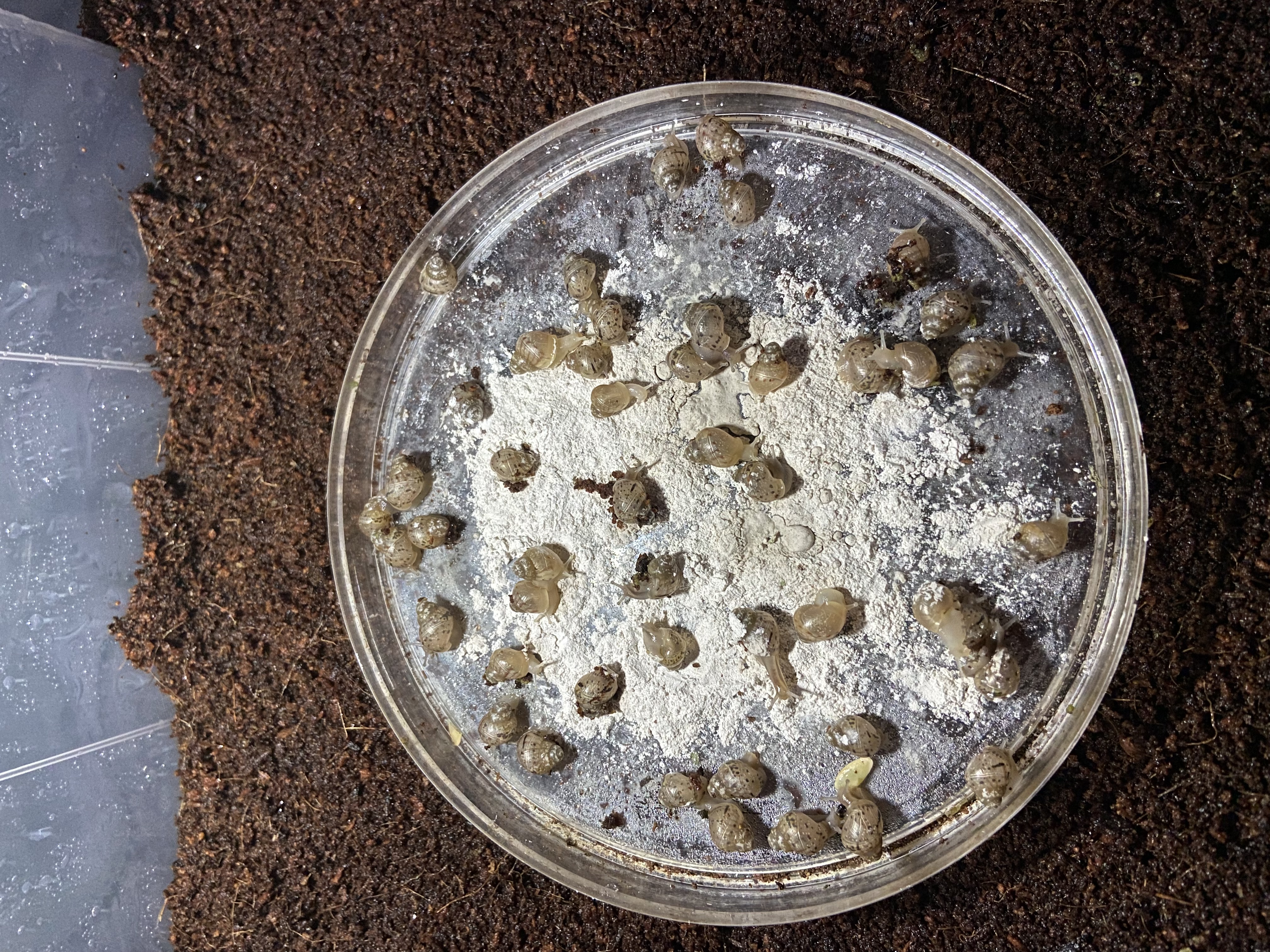 Malý africký slimák, mláďa