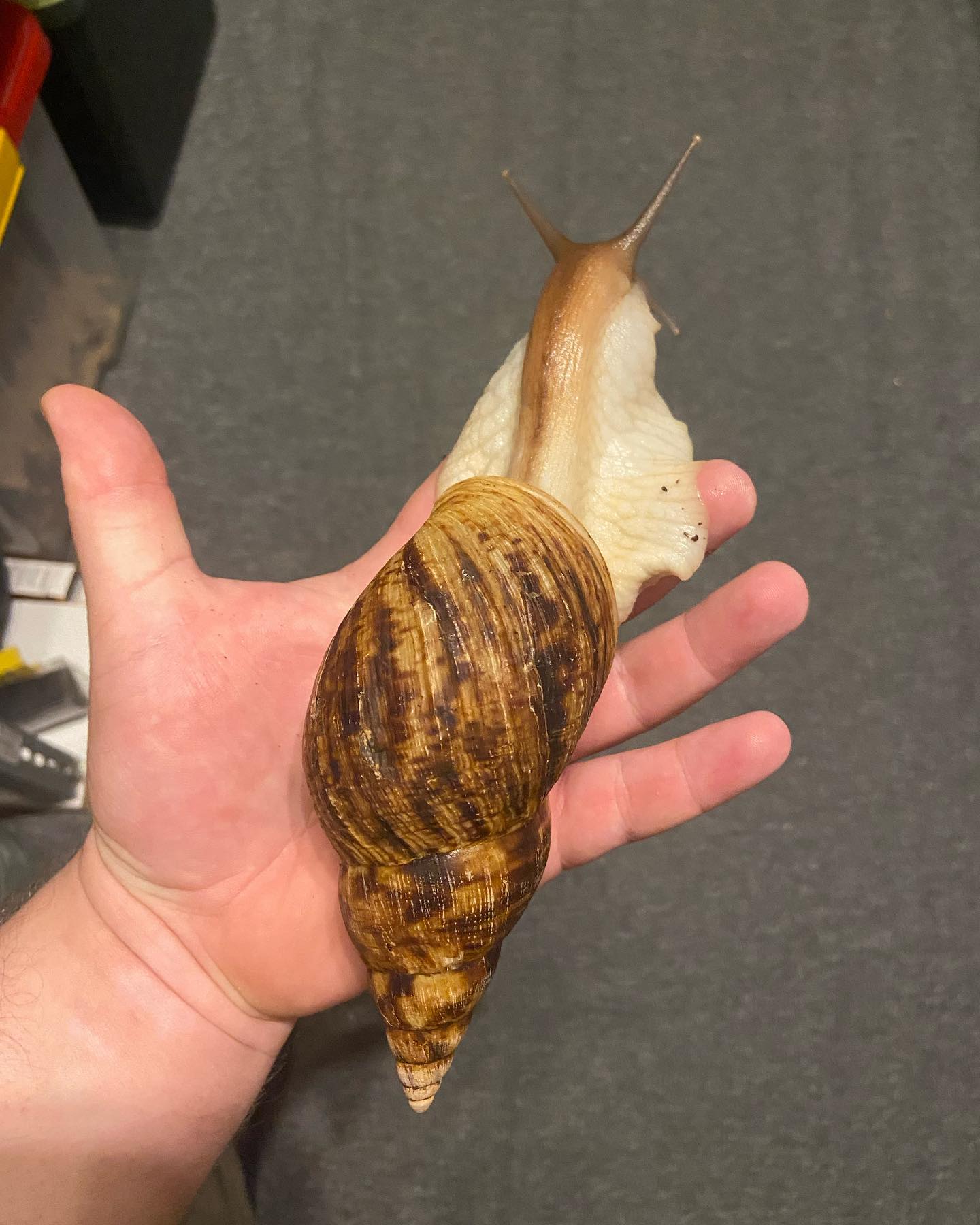 Lissachatina Reticulata, Africký slimák