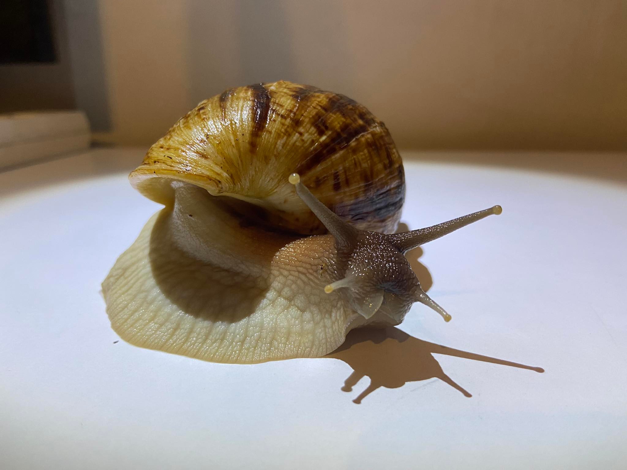 Lissachatina Reticulata, Africký slimák