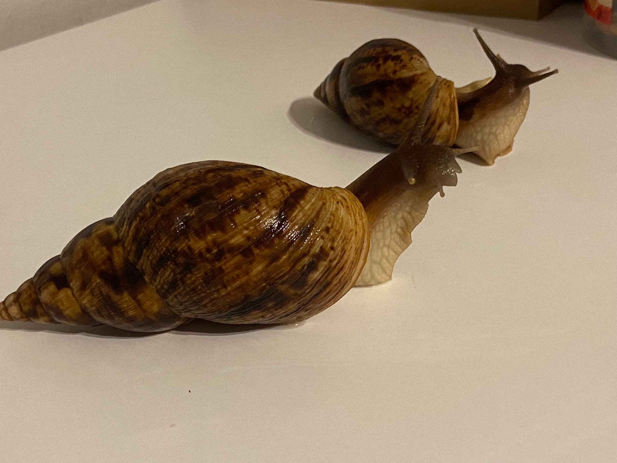 Lissachatina Reticulata, Africký slimák