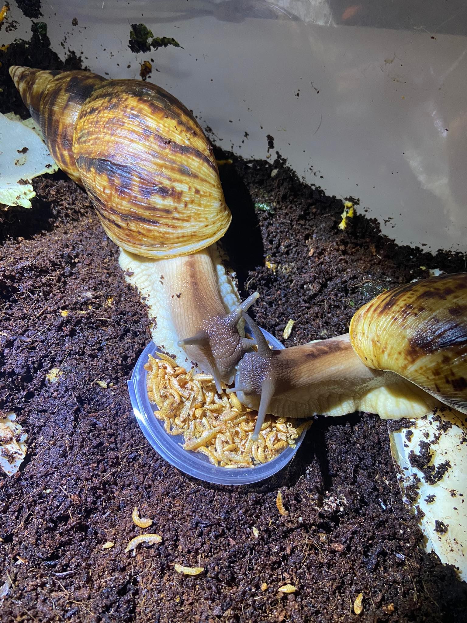 Lissachatina Reticulata, Africký slimák