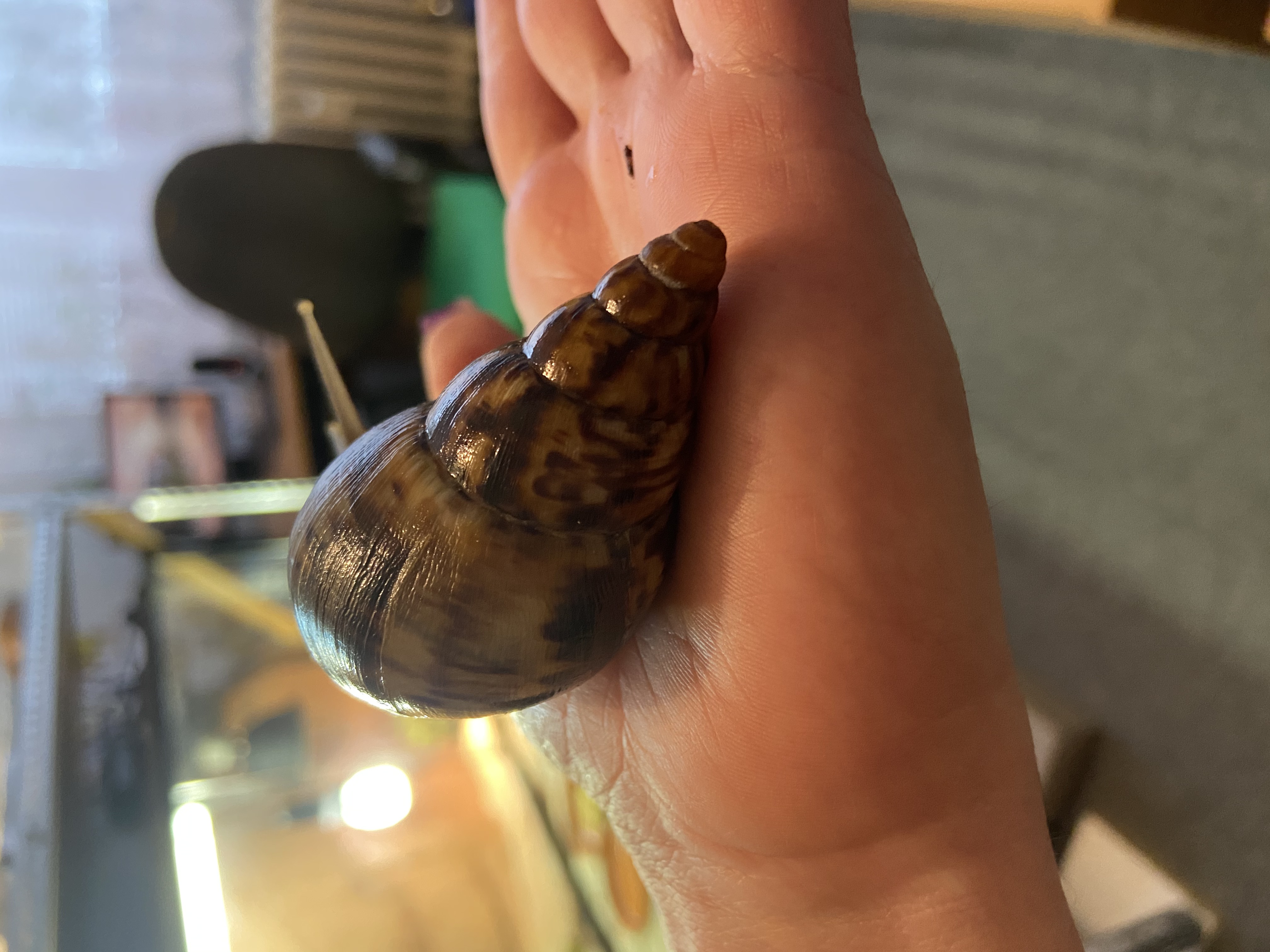 Lissachatina Reticulata, Africký slimák