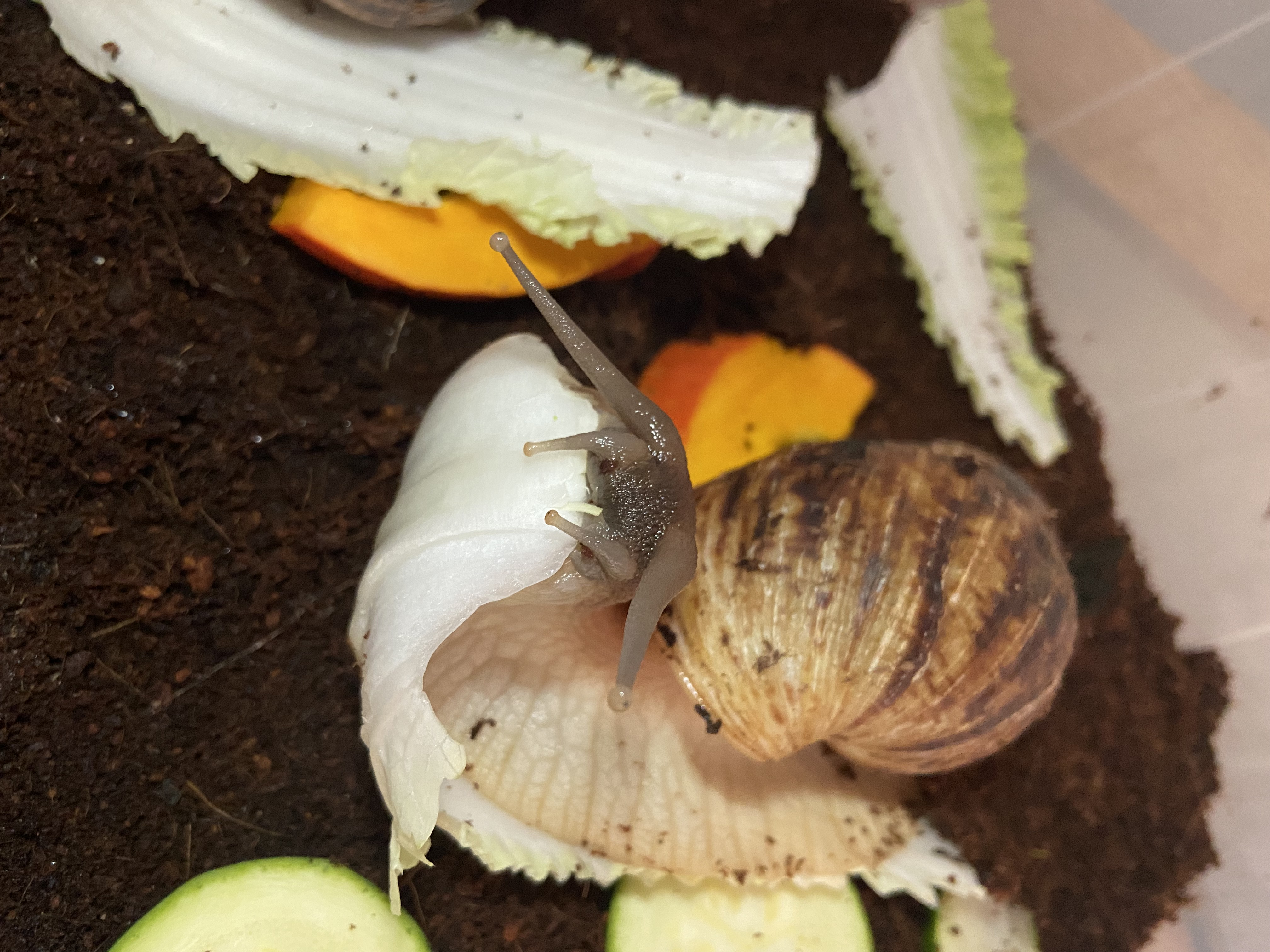 Lissachatina Reticulata, Africký slimák