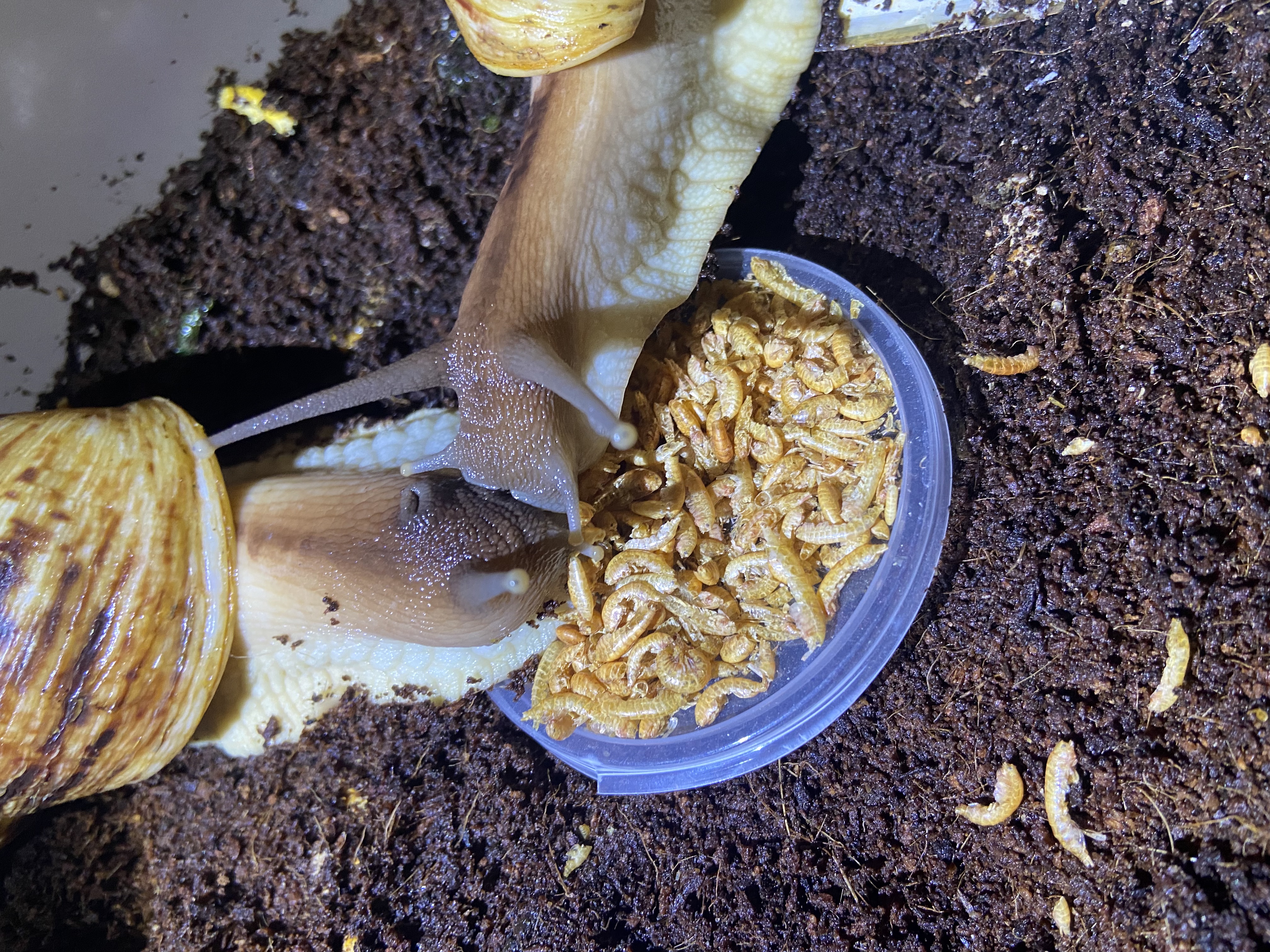 Lissachatina Reticulata, Africký slimák