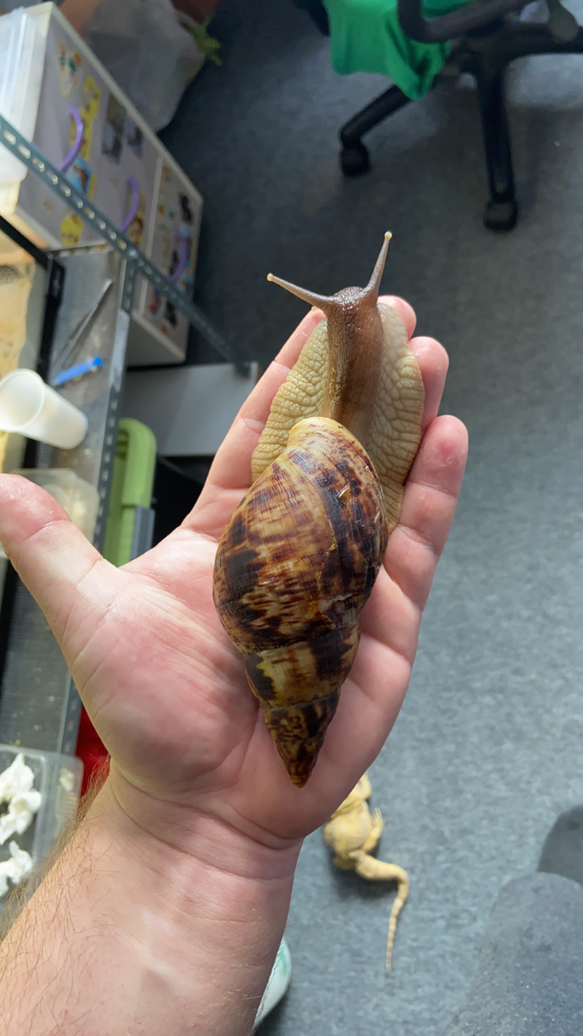Lissachatina Reticulata, Africký slimák