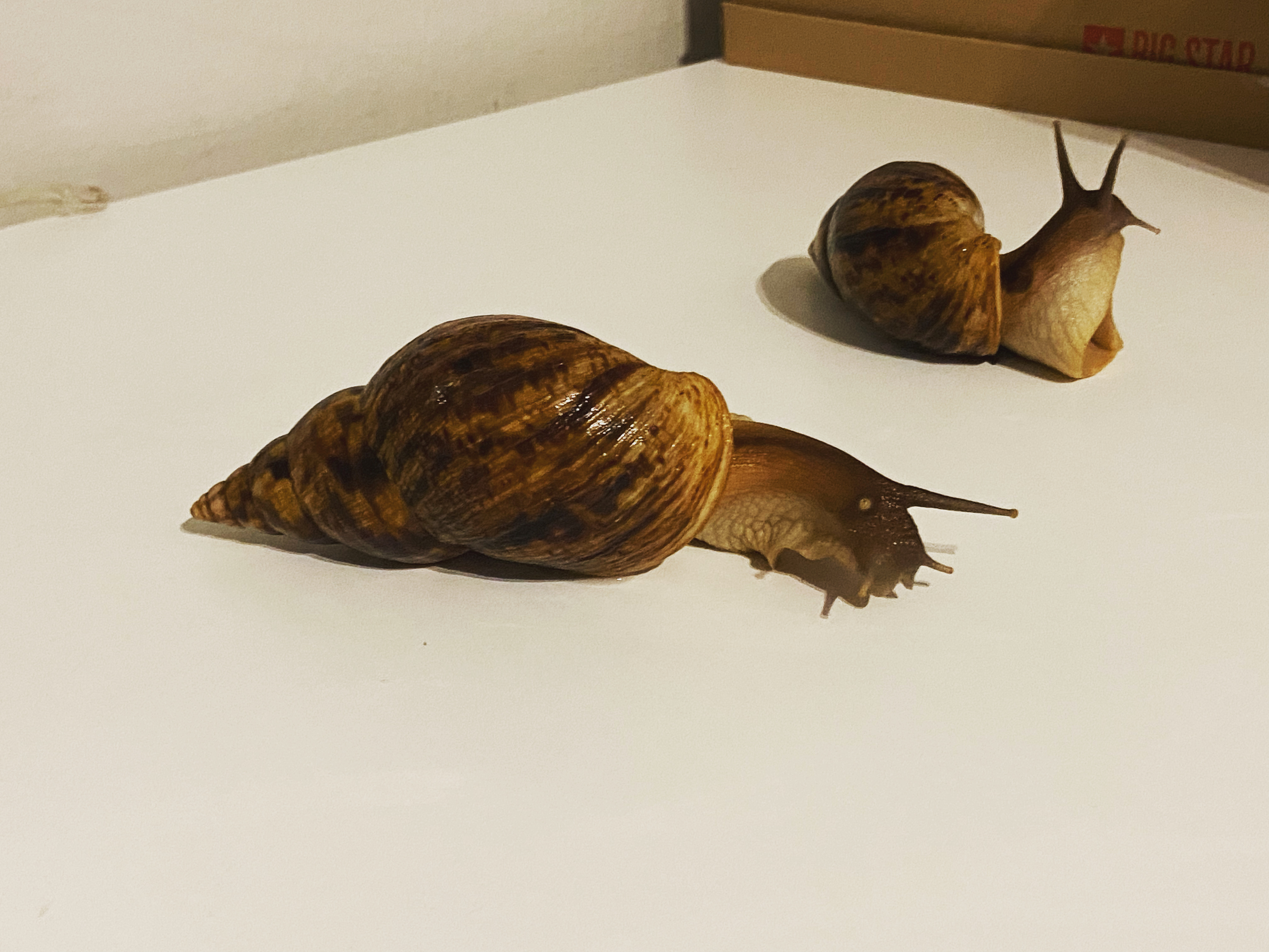 Lissachatina Reticulata, Africký slimák