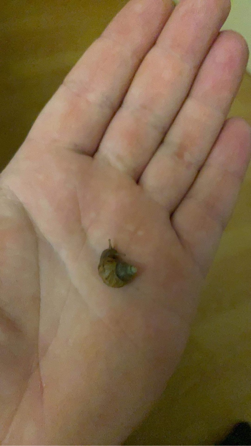 Lissachatina Reticulata, Africký slimák