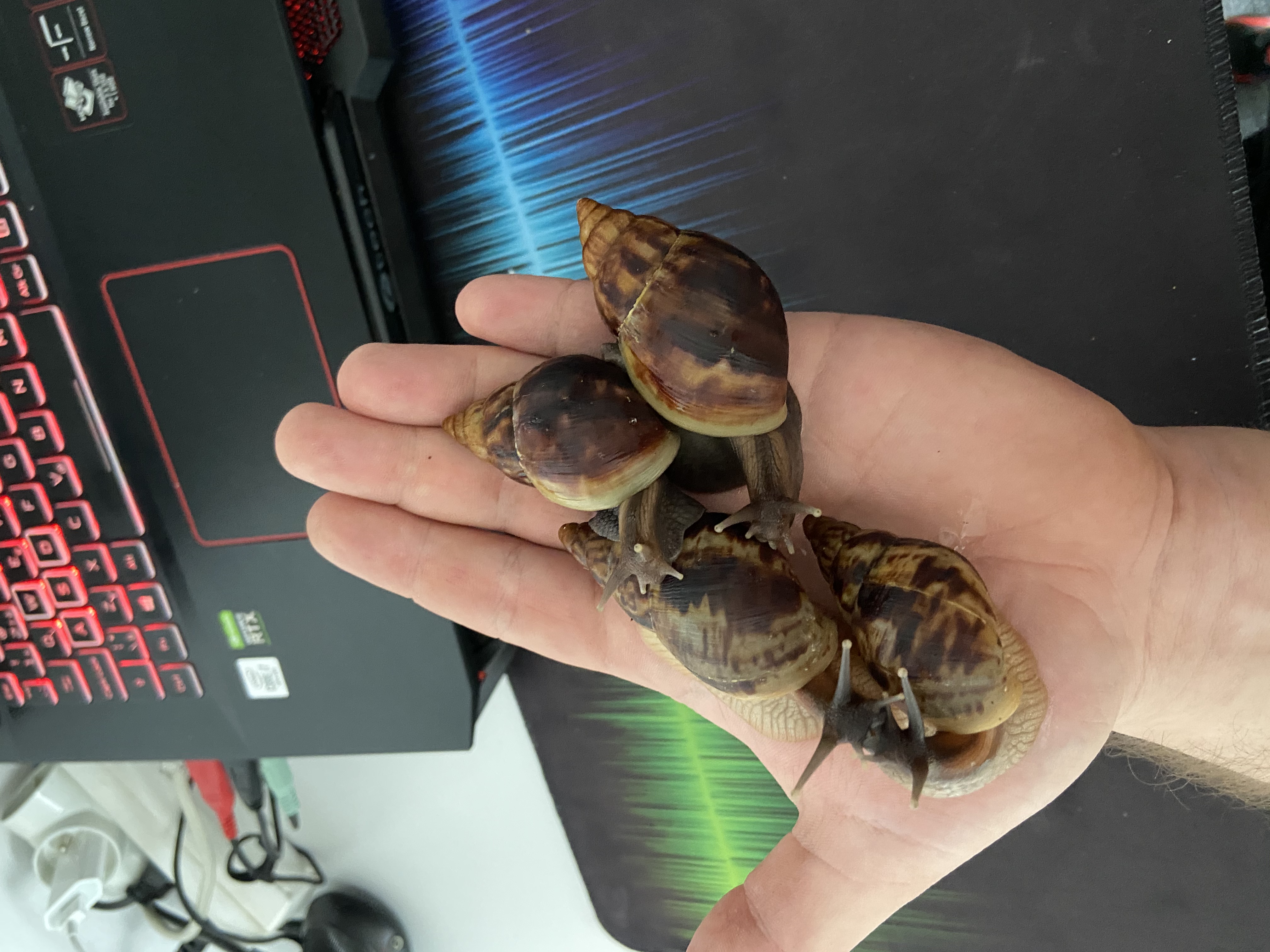 Lissachatina Reticulata, Africký slimák