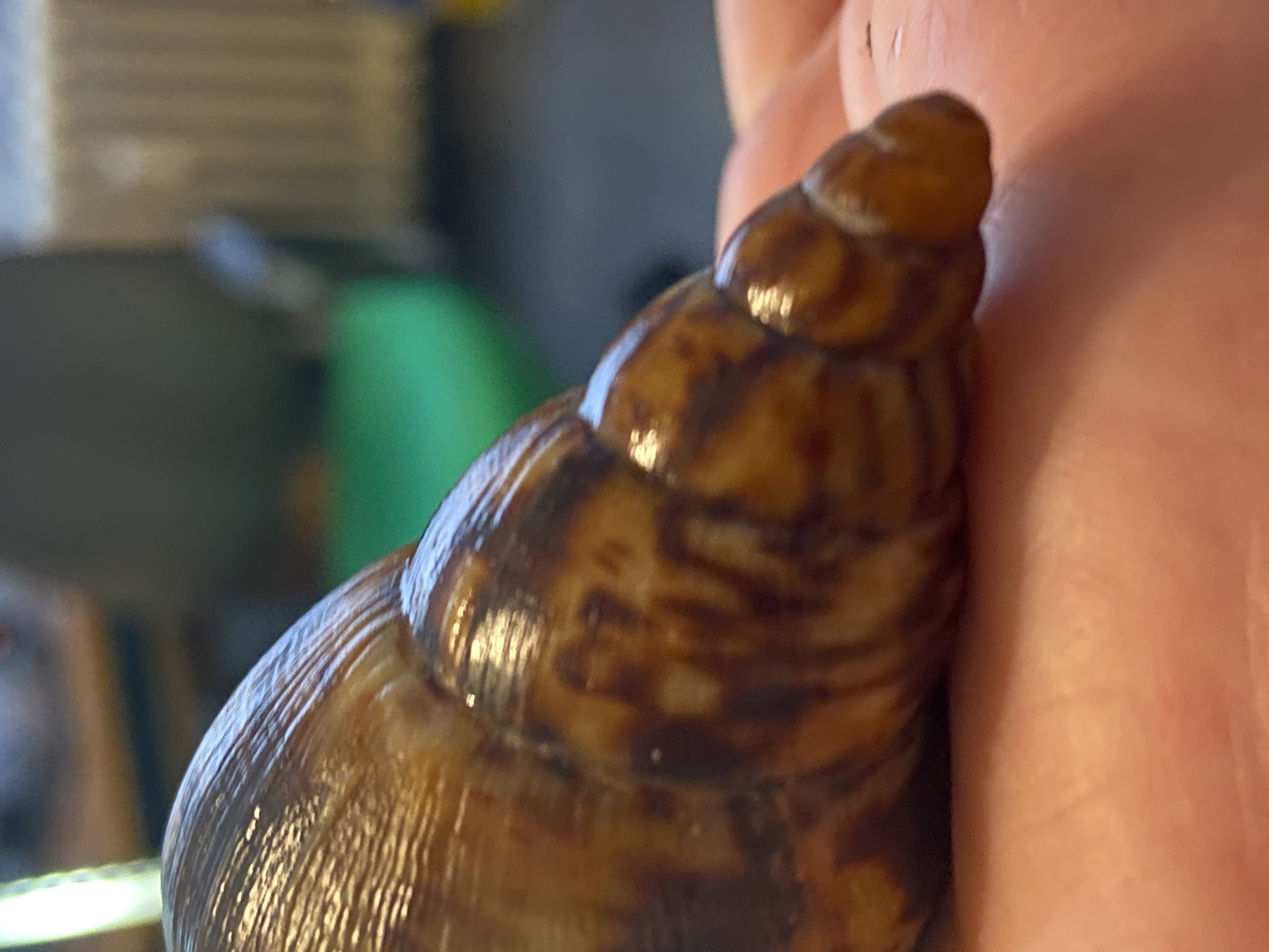 Lissachatina Reticulata, Africký slimák